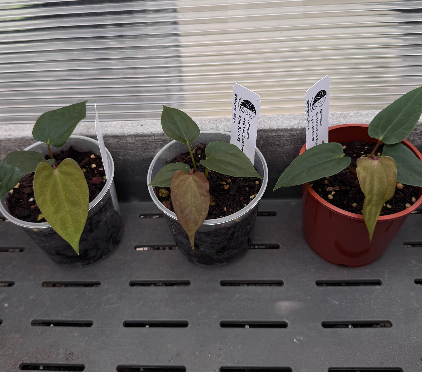 RVDP x pap RLFS