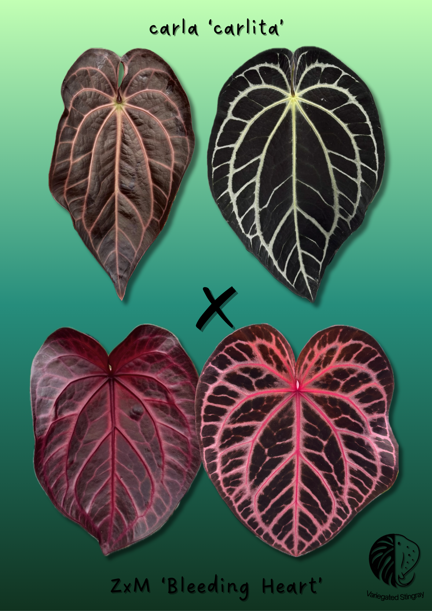 A. carla x ZxM 'Bleeding Heart'