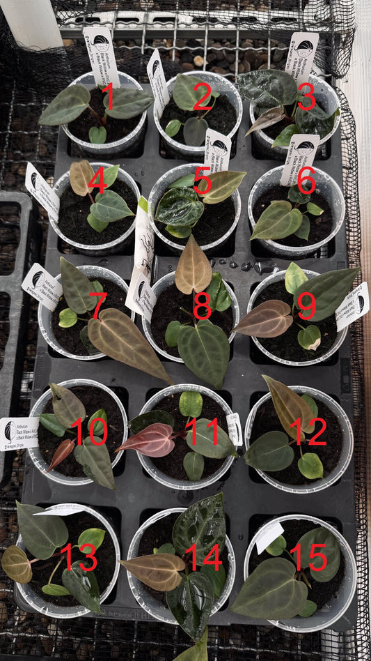 Black Widow x RVC F2