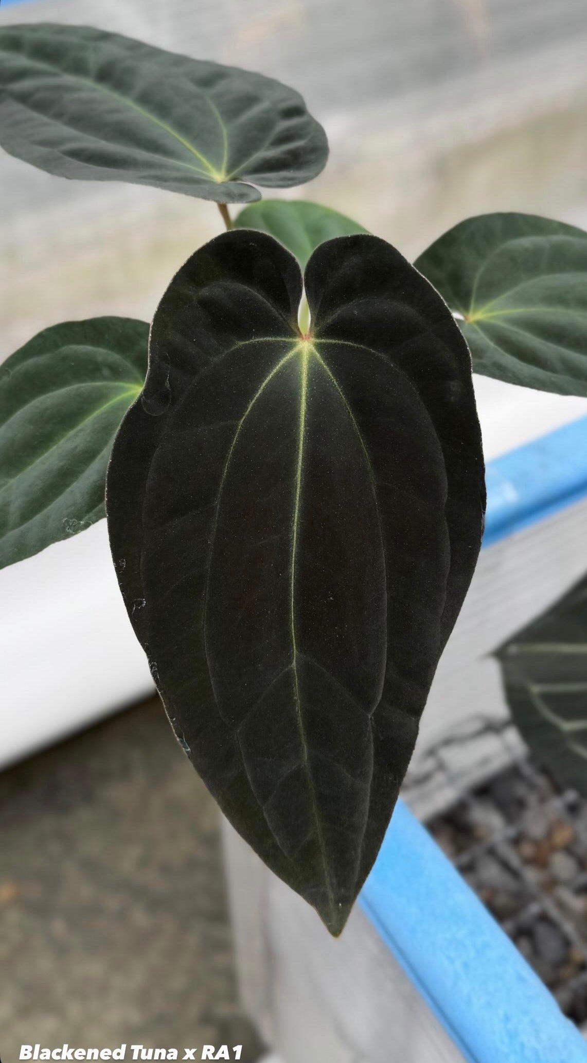 BVEP/antolakii (clone)