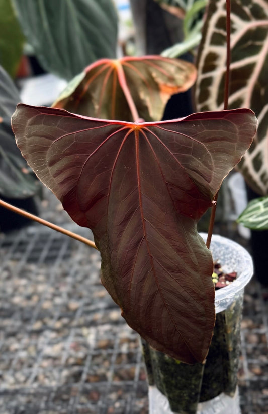 Anthurium papillilaminum RL self flat/orange