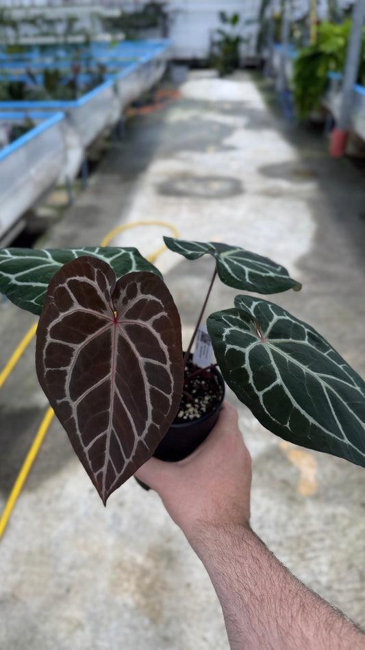 Anthurium Michelle x Savannah