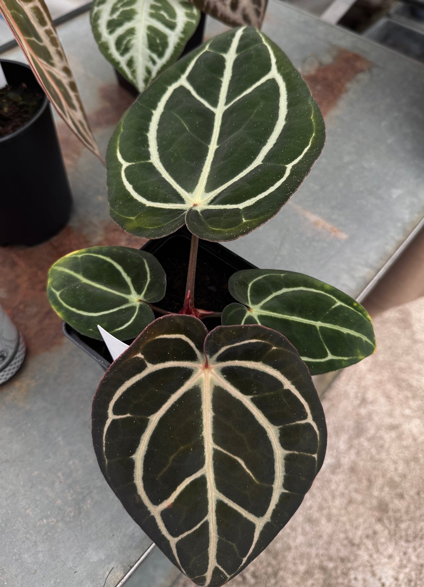 carla PM1x6 x carla 5x10