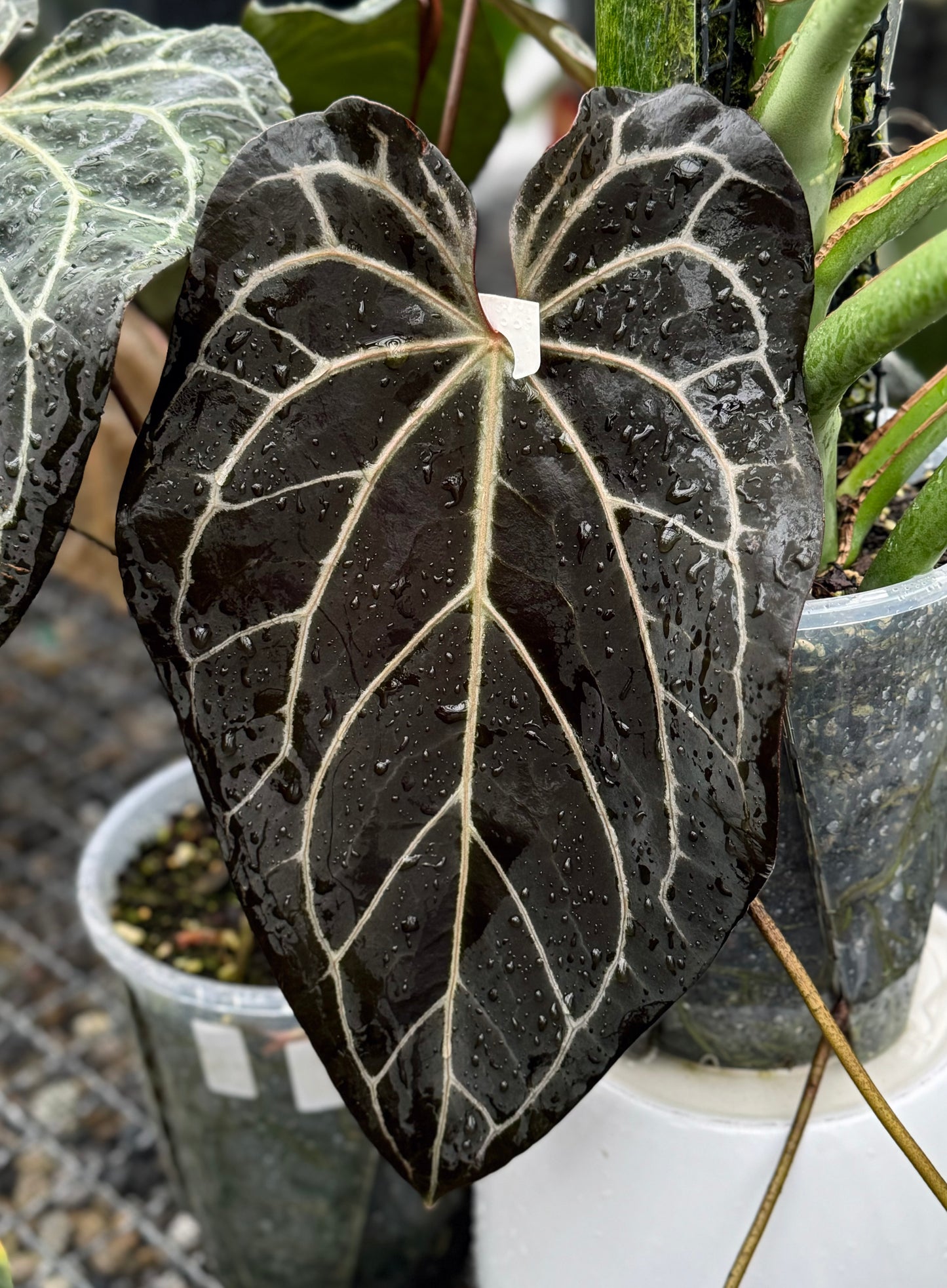 Anthurium Michelle x Savannah