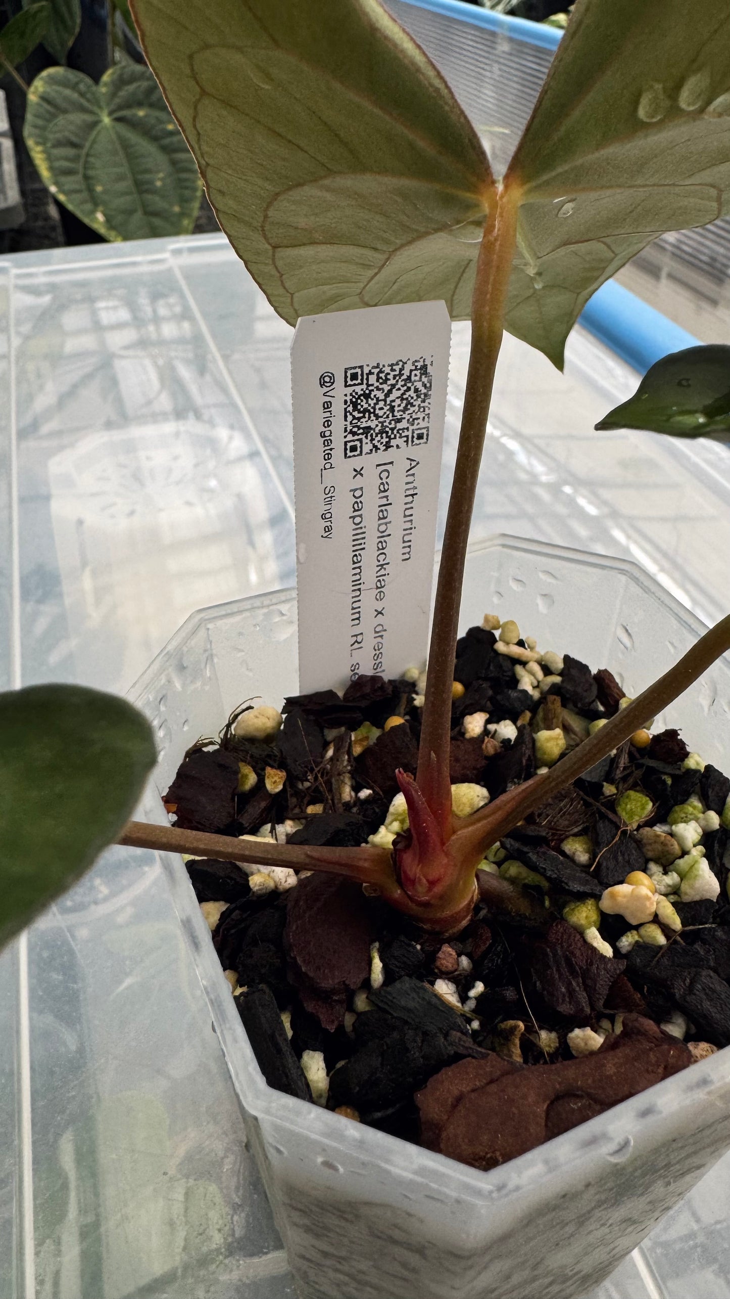 Anthurium (carla x dressleri) x pap RL self