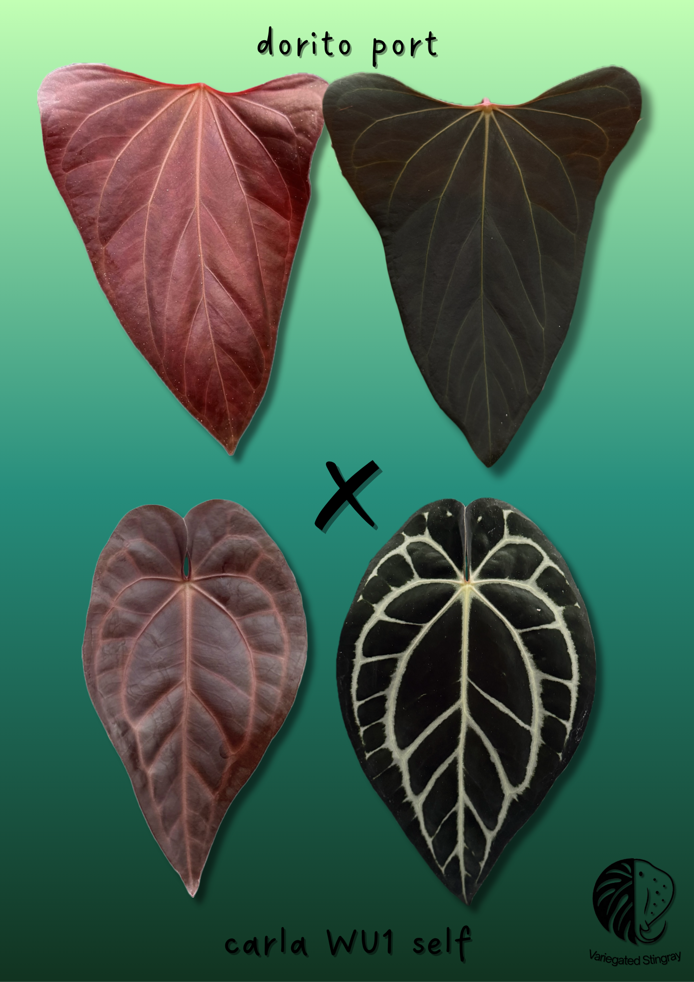 Dorito portillae x carlablackiae