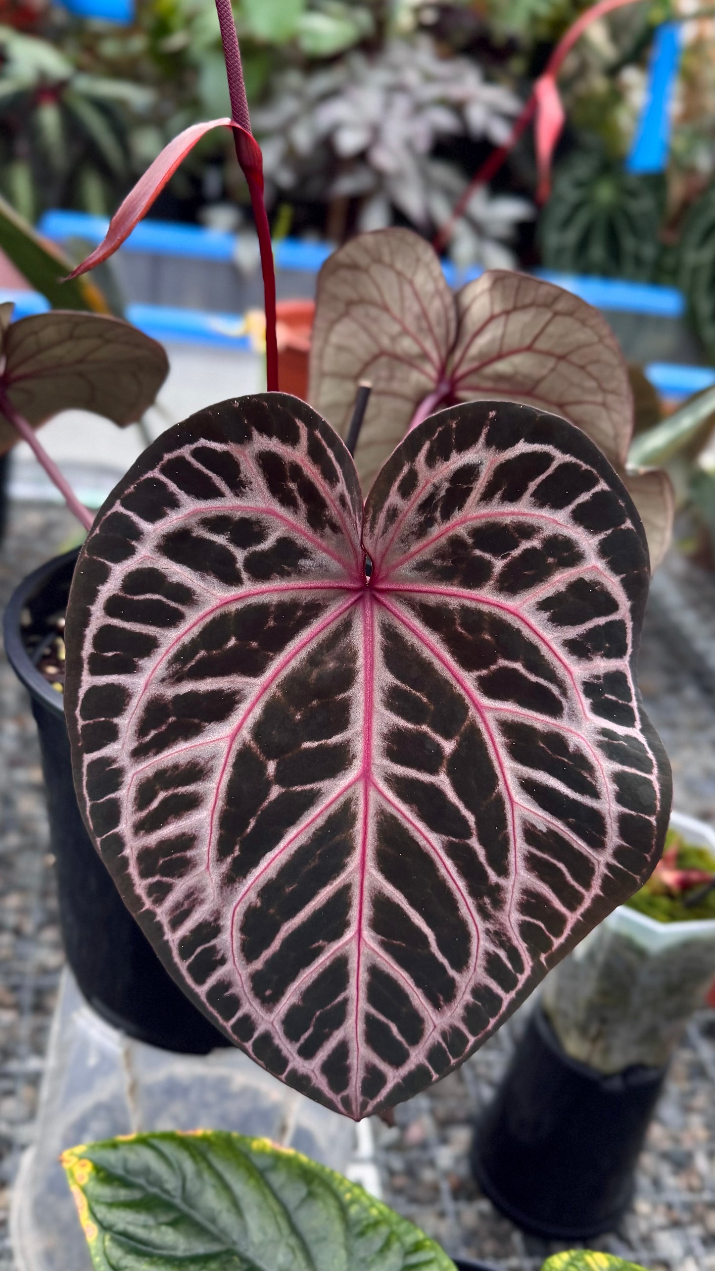 A. Ace of Spades x ZxM 'BH'