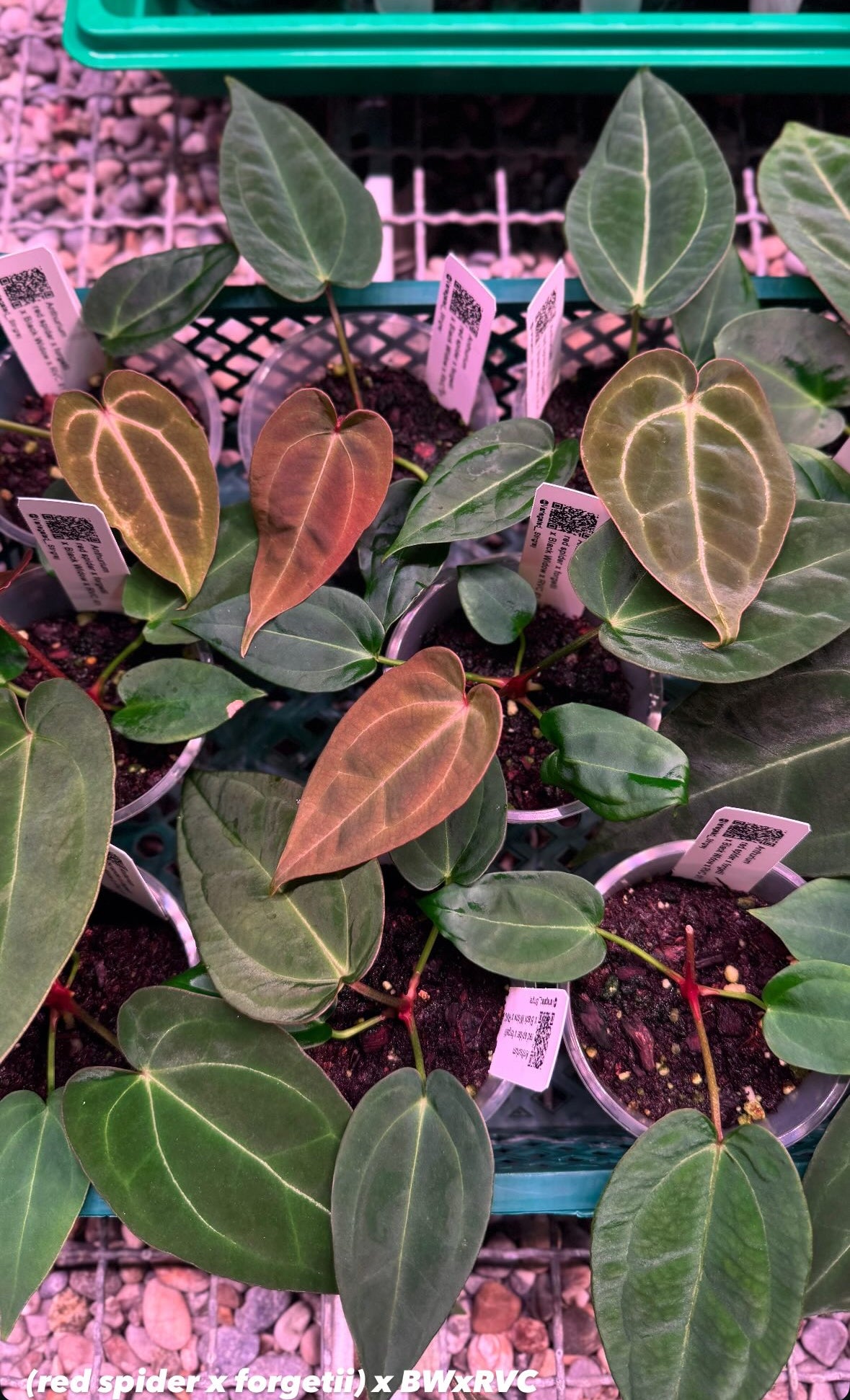 A. (red spider x forgetii) x BWxRVC