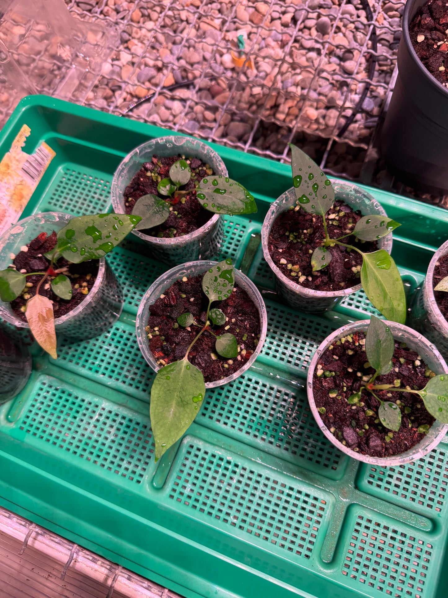 A. Mr. Worldwide (4-5 leaf seedling)