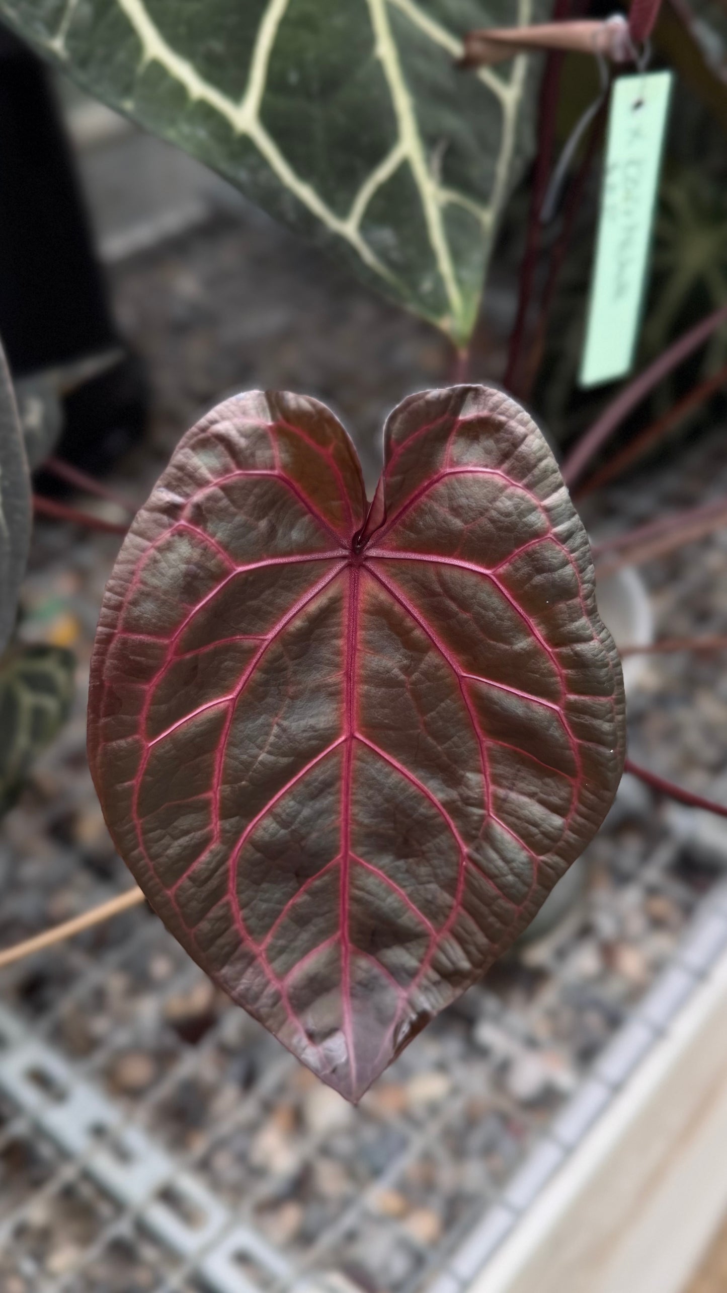 A. ZxM 'Bleeding Heart' x ZxM 'dark'