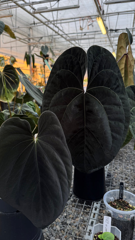 A. Ace of Spades x ZxM 'BH'