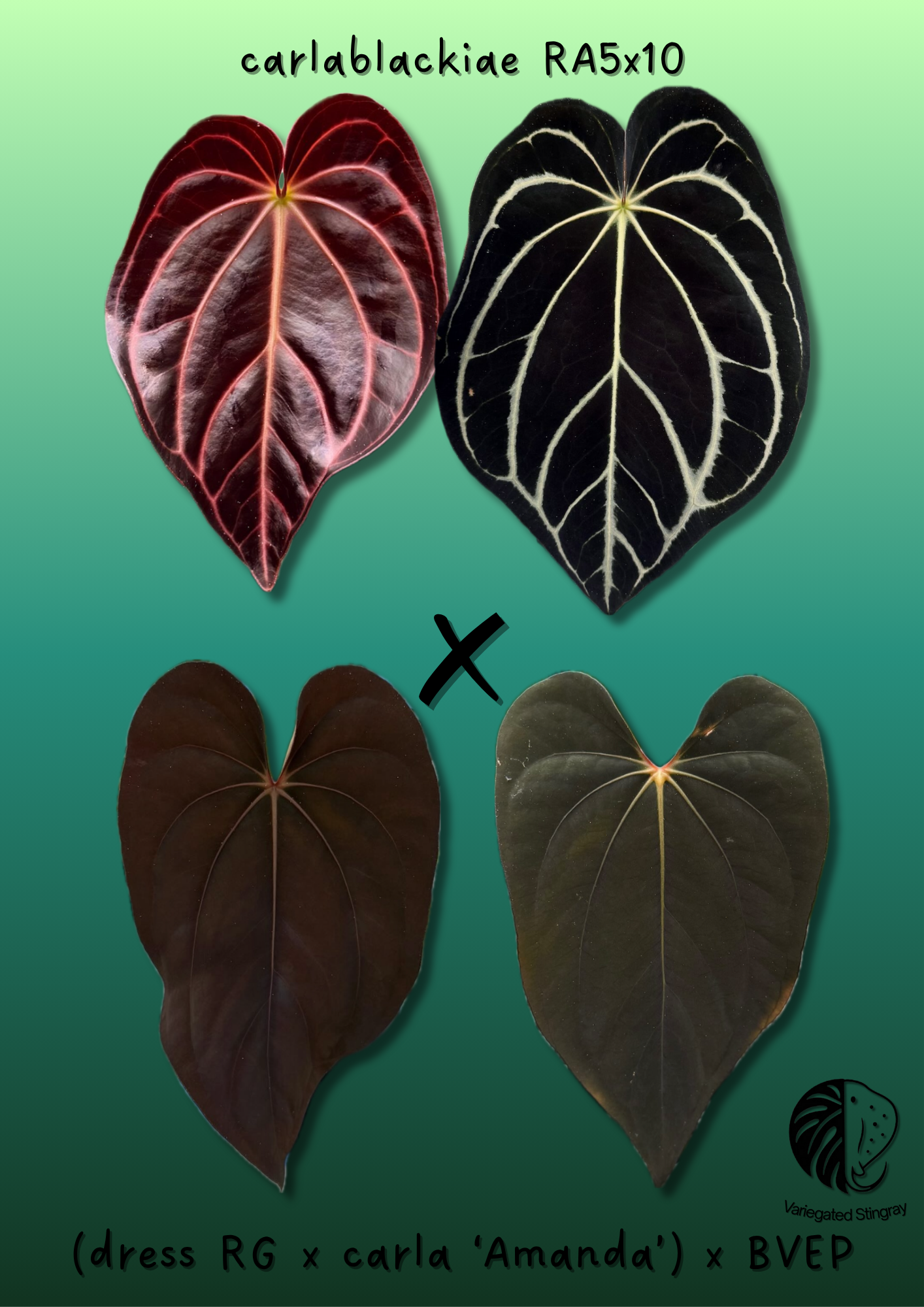 A. carla 5x10 x ((dress carla) x BVEP)