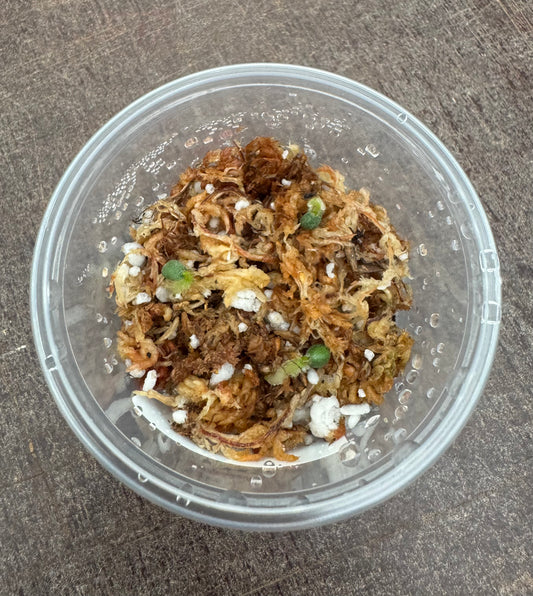 Anthurium (BWxRVC #2) x chocolate clone