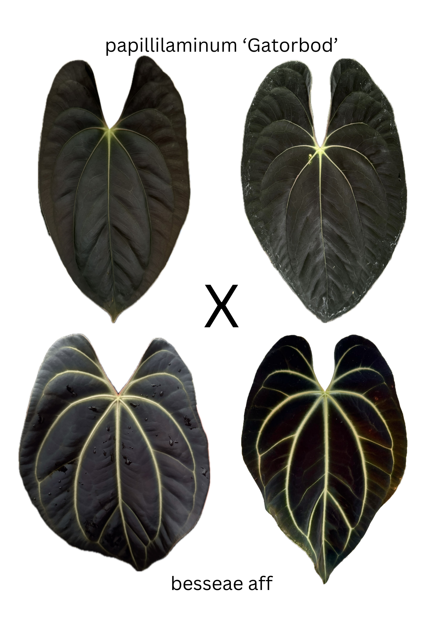 Anthurium papillilaminum 'Gatorbod' x besseae aff