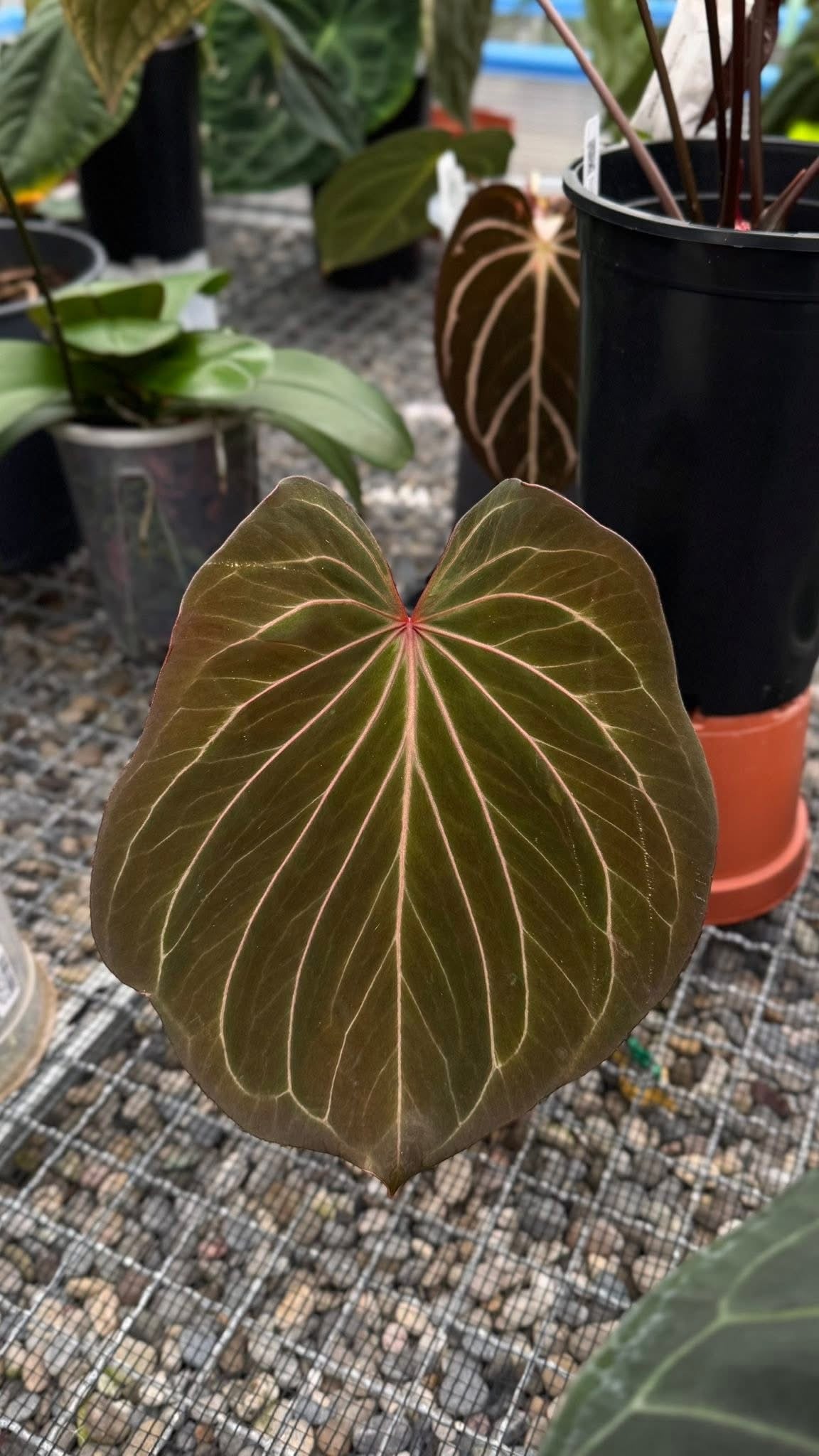 Anthurium KoS x Michelle