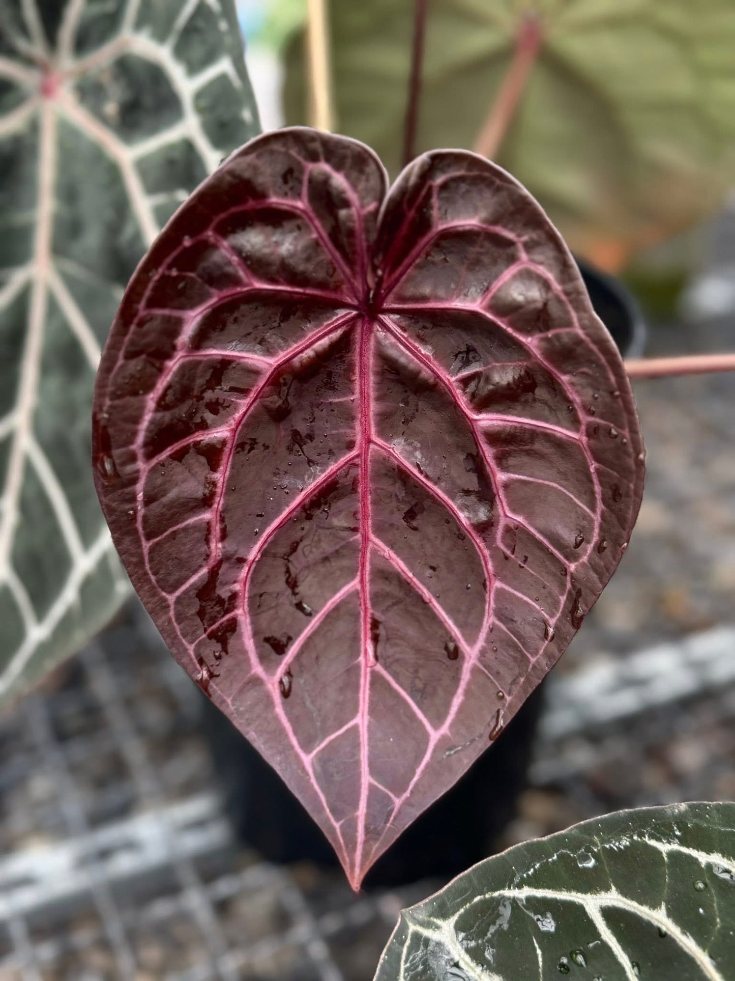 Anthurium KoS x Michelle