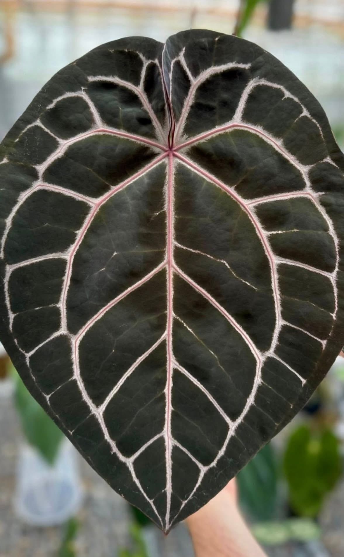 Anthurium KoS x Michelle