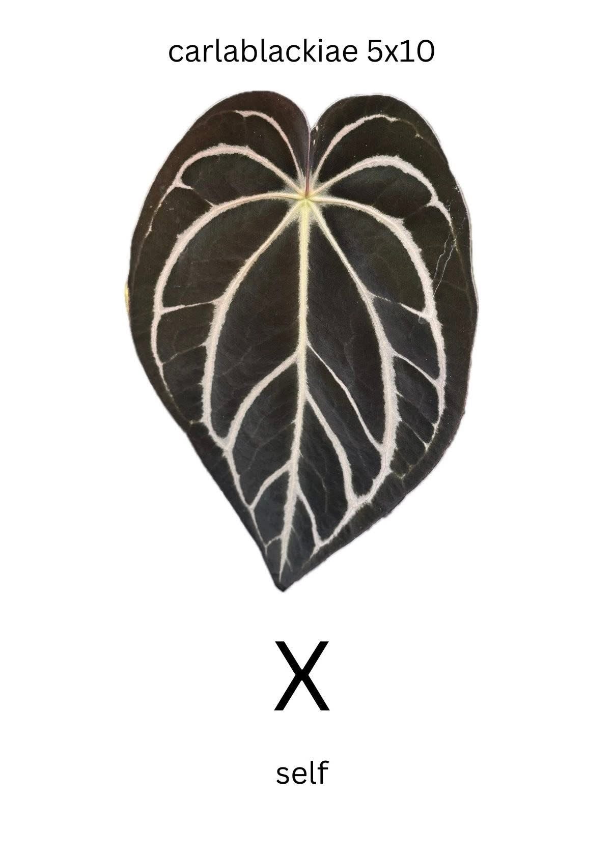 Anthurium carlablackiae RA5x10 self