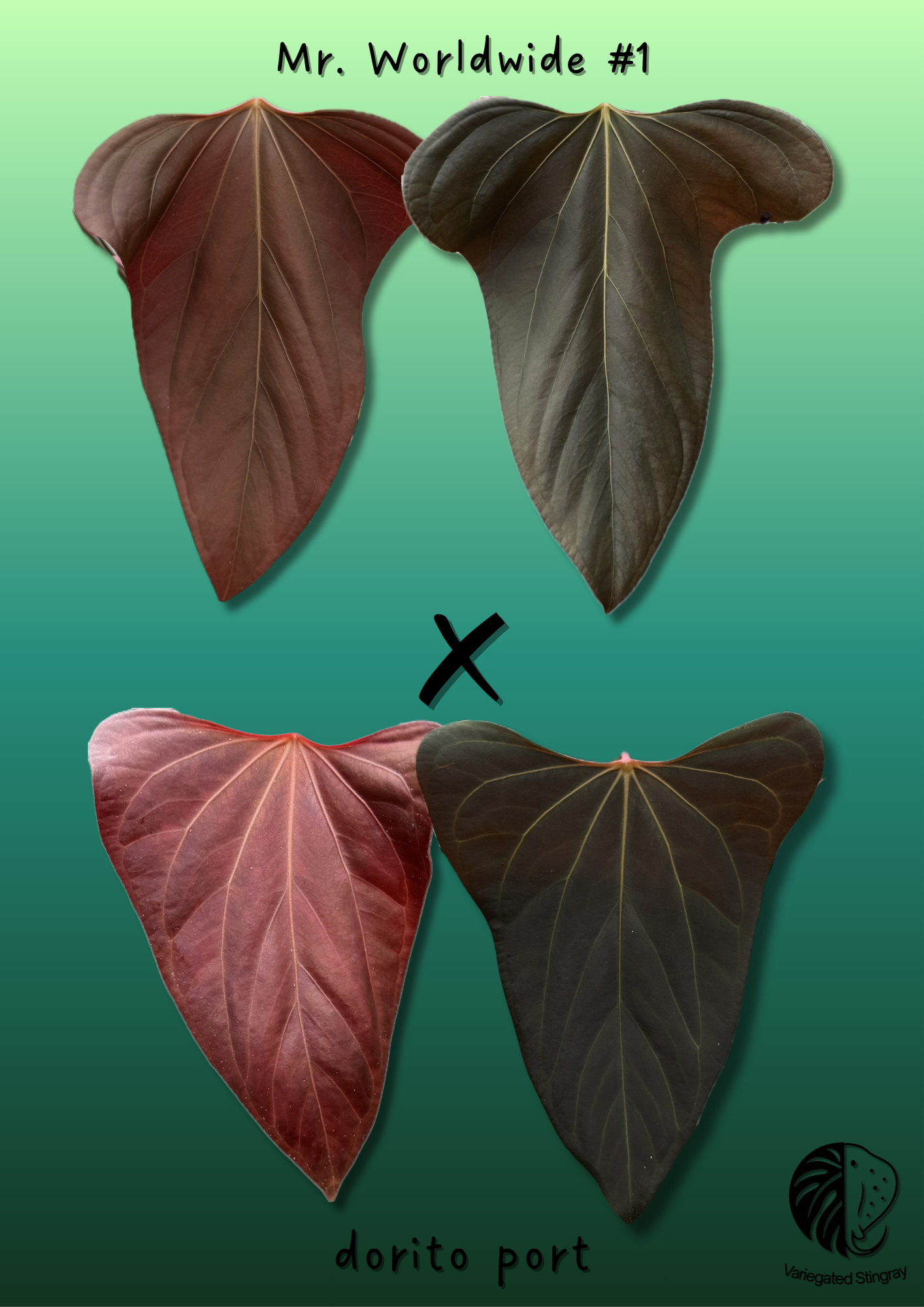 A. Mr. Worldwide x Dorito port (4-5 leaf seedling)