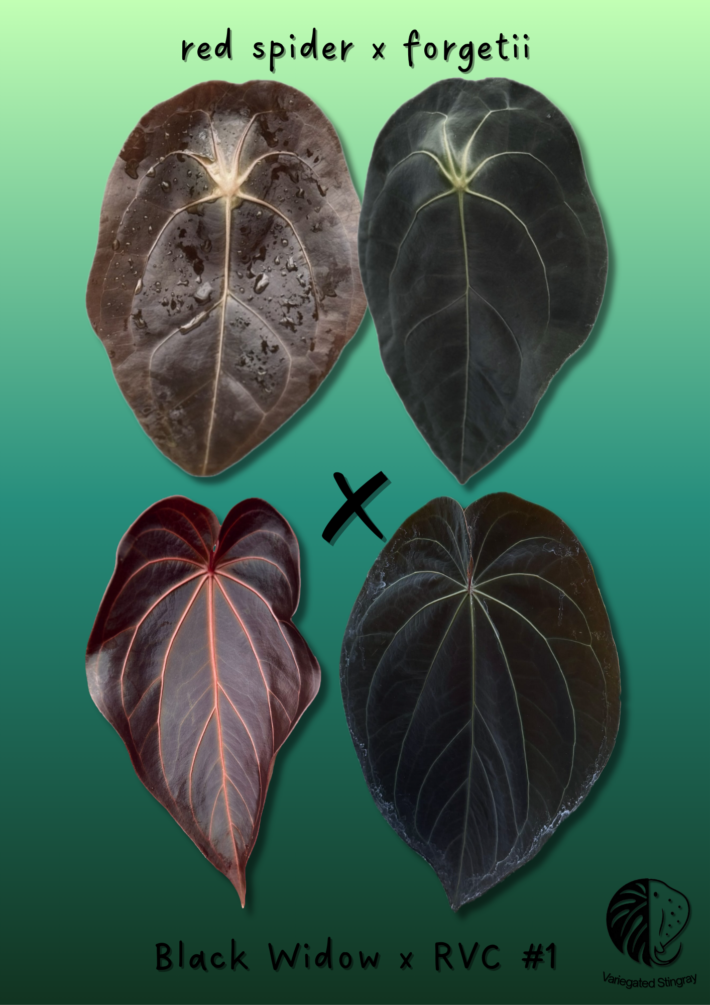A. (red spider x forgetii) x BWxRVC