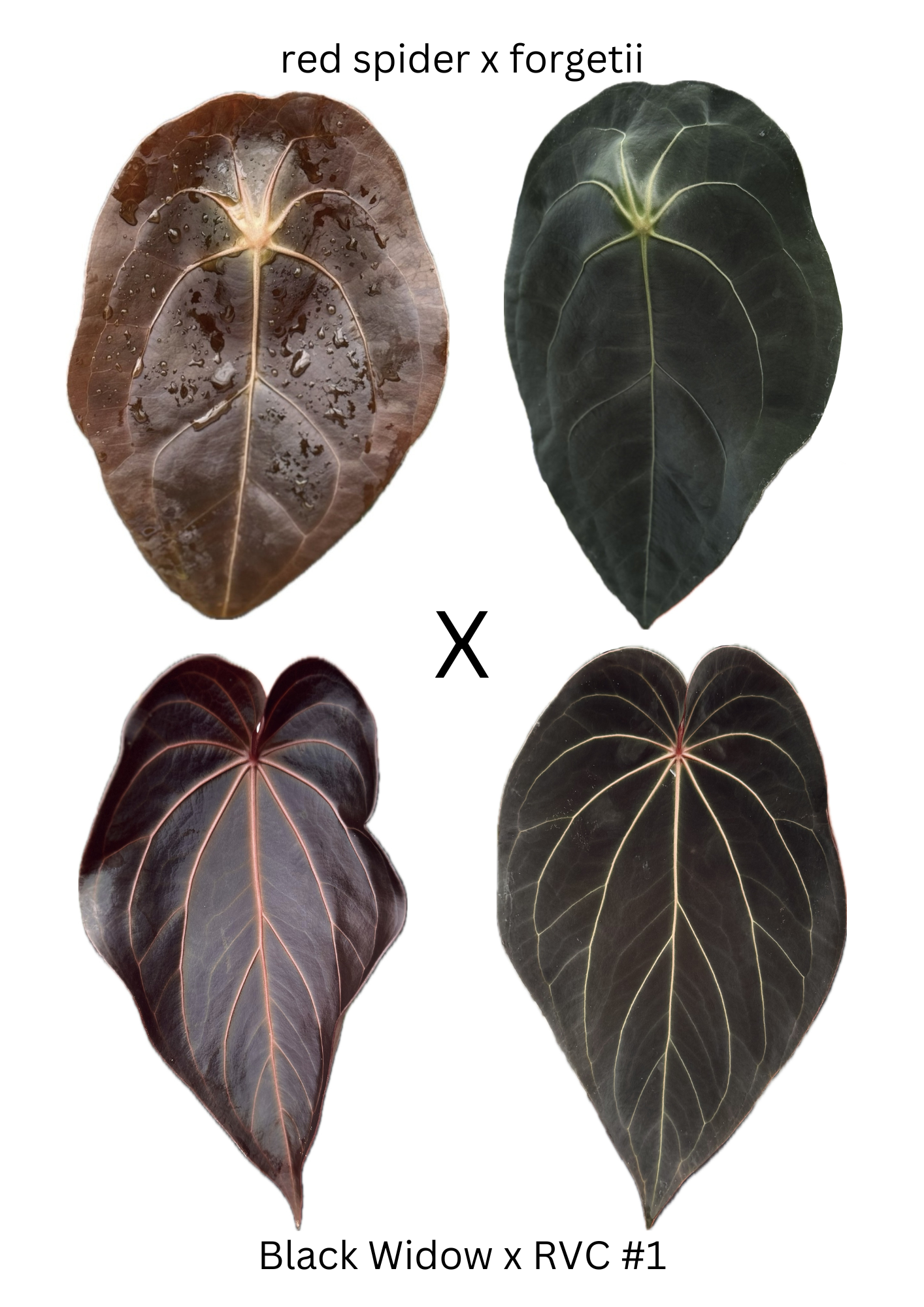 Anthurium (red spider x forgetii) x Black Widow x RVC -- 3 germinated seeds