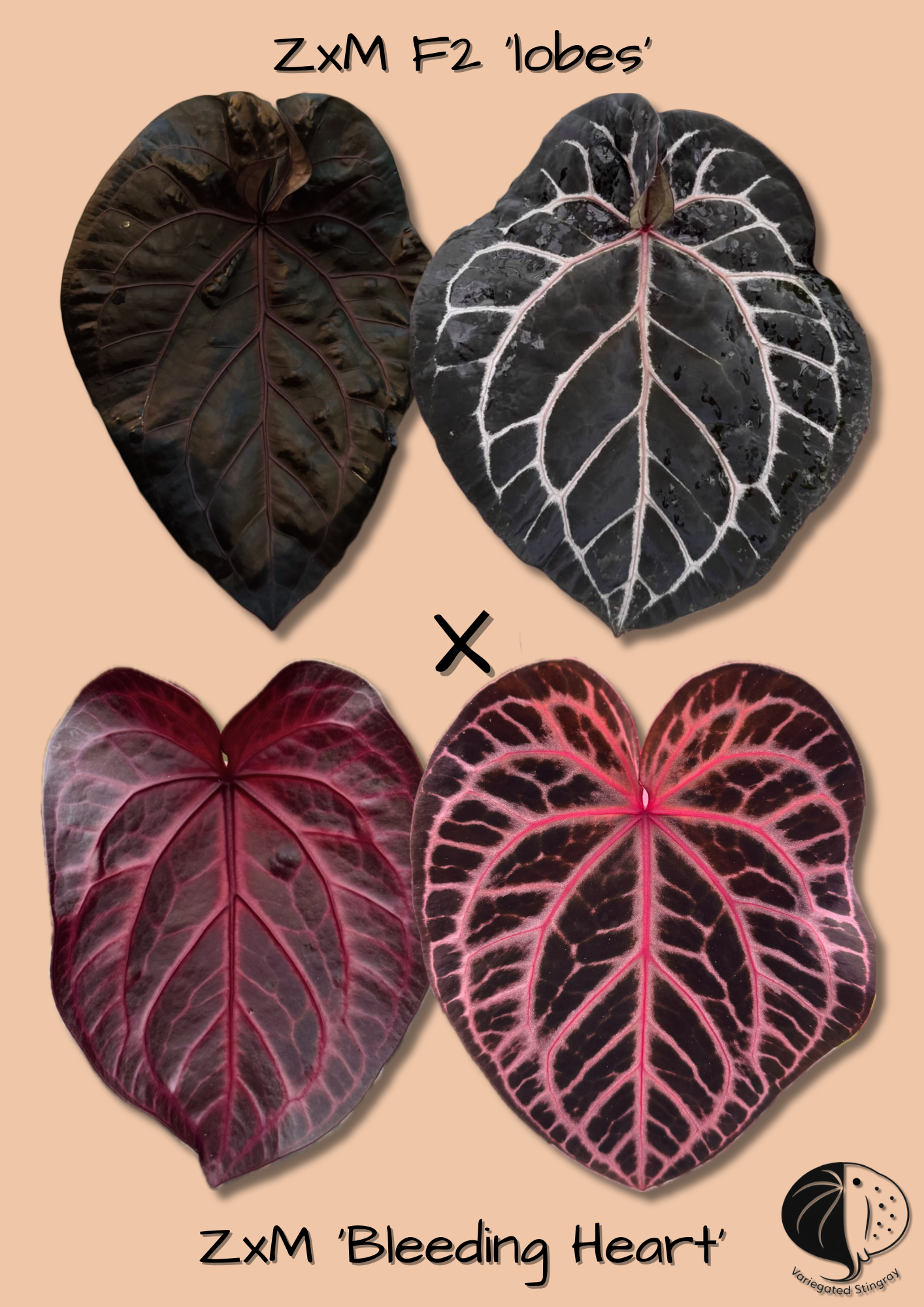 ZxM F2 'lobes' x 'Bleeding Heart'