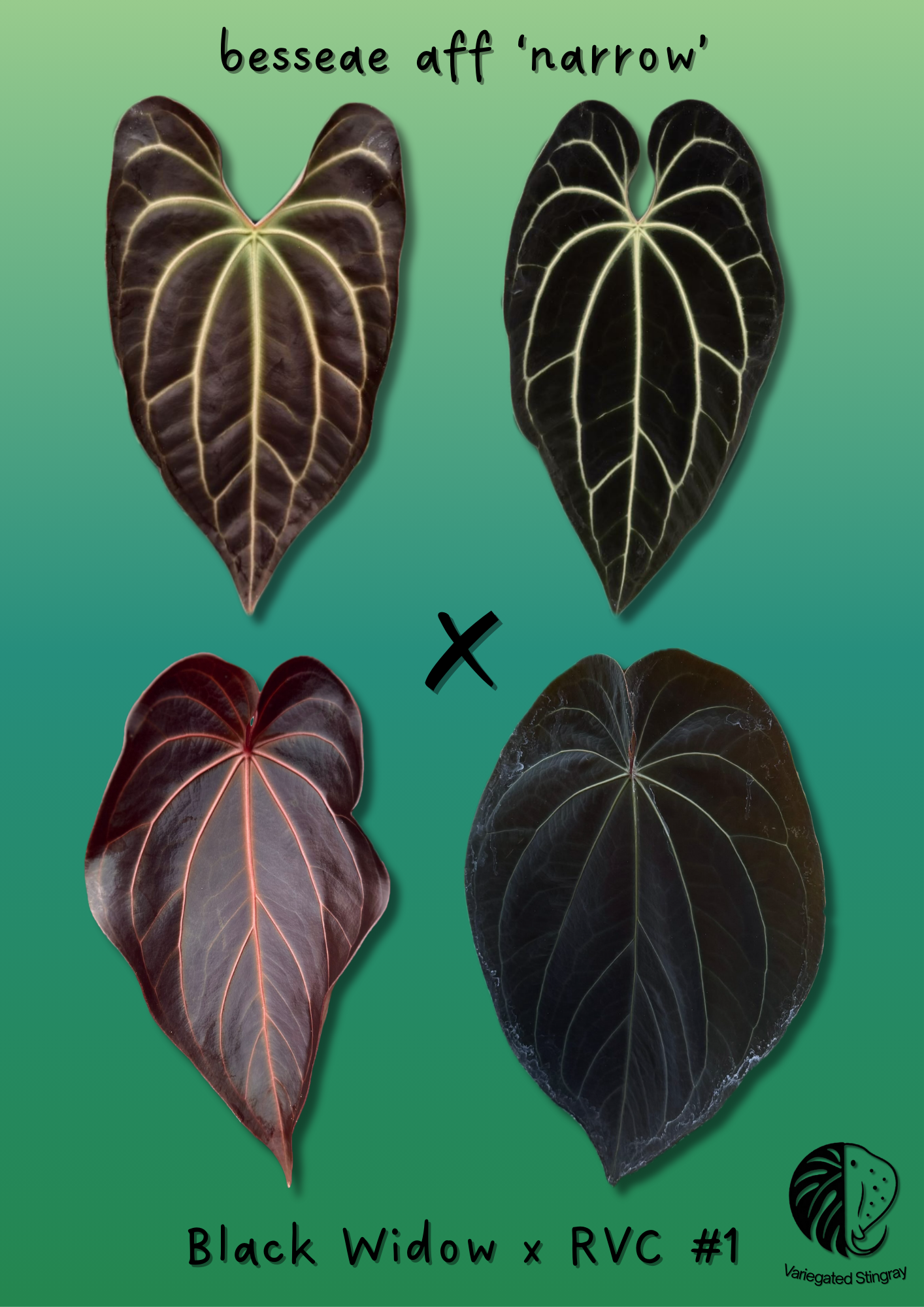 besseae aff x BWxRVC