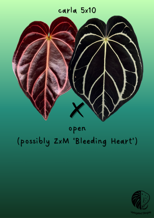 A. carla 5x10 x open - SELECTED