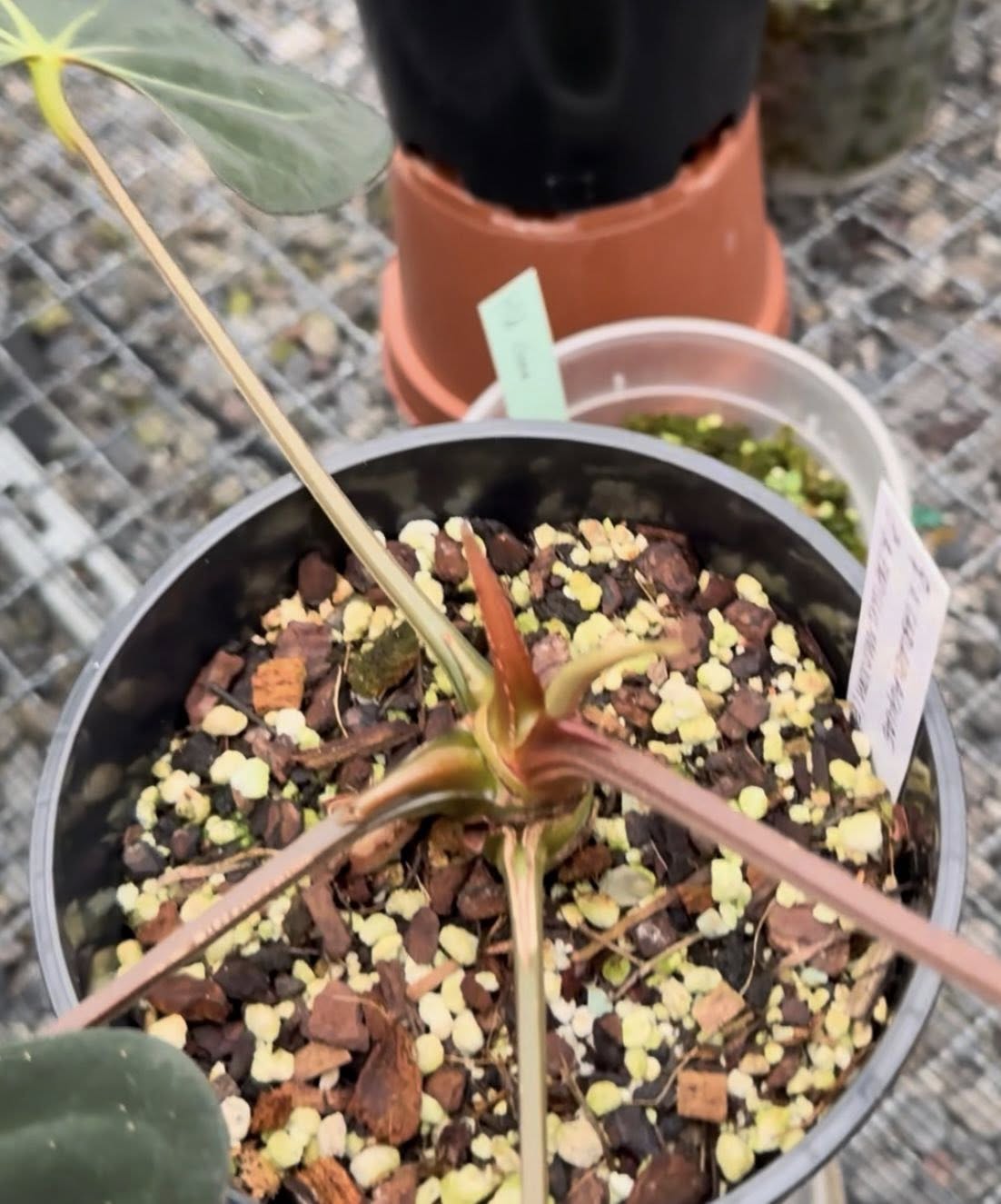 Anthurium carlablackiae x papi 'fort sherman'