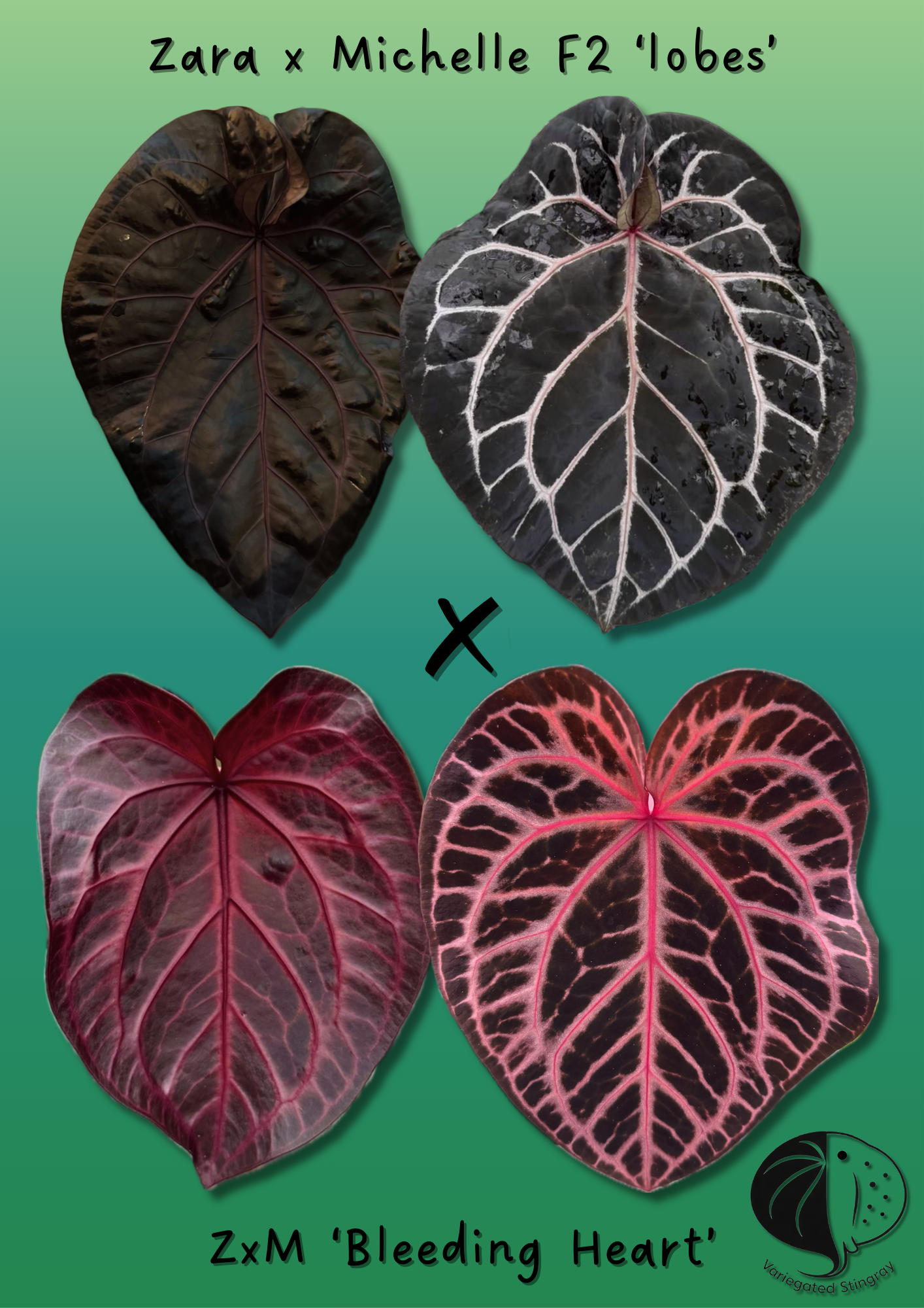 ZxM 'lobes' x ZxM 'Bleeding Heart'