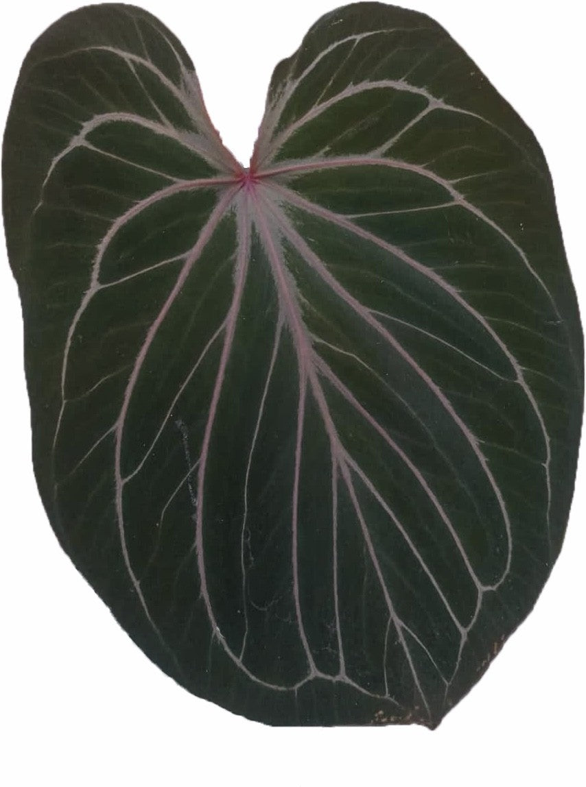 Anthurium King of Spades x forgetii dark