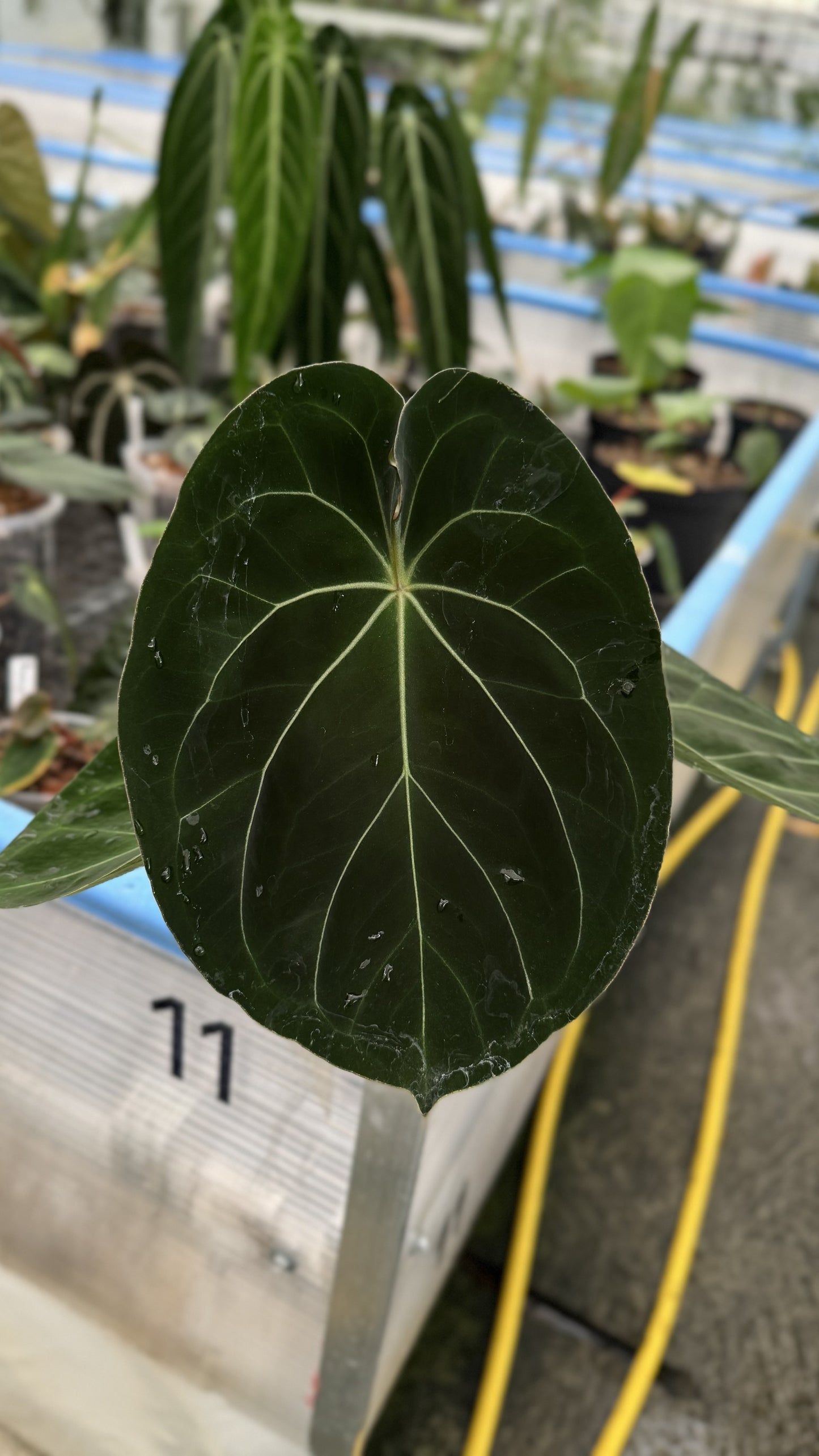 Anthurium King of Spades x forgetii dark