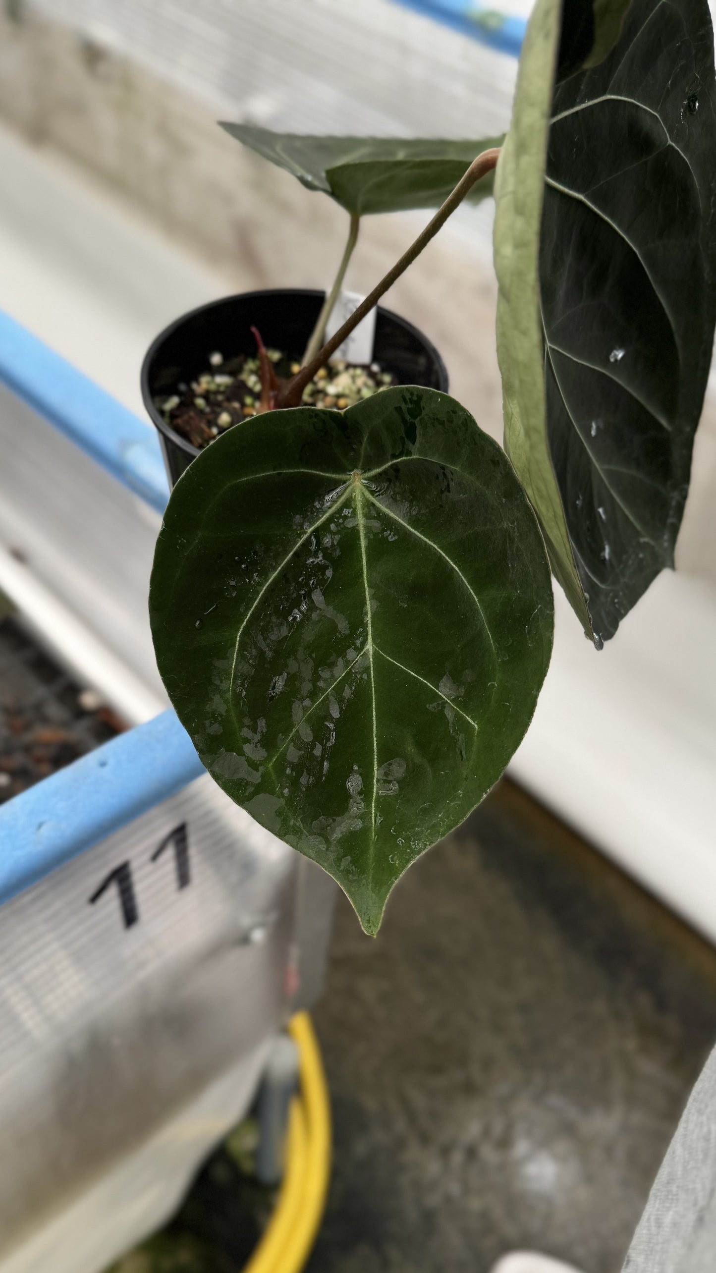 Anthurium King of Spades x forgetii dark