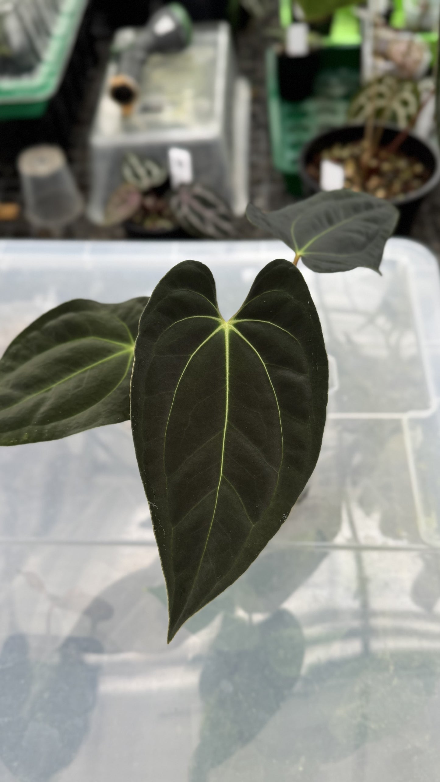 Anthurium papillilaminum 'Gatorbod' x besseae aff