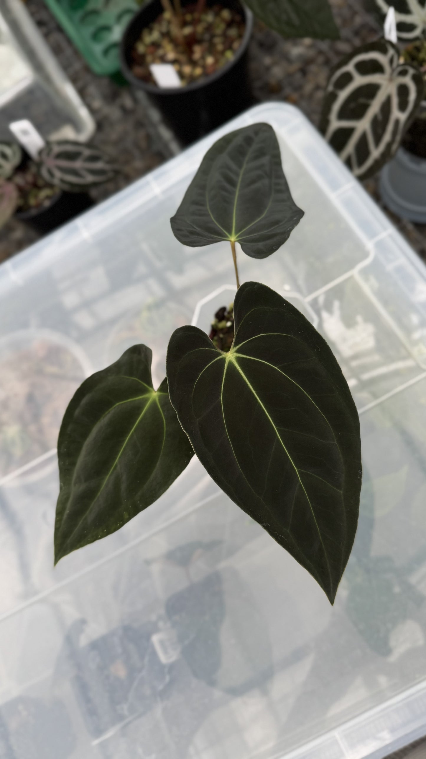 Anthurium papillilaminum 'Gatorbod' x besseae aff
