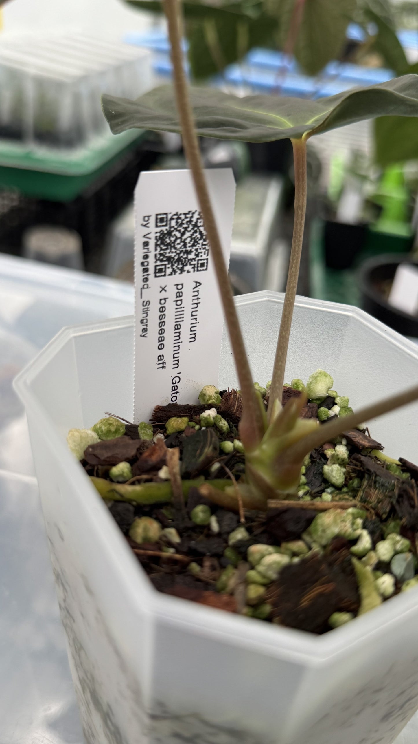 Anthurium papillilaminum 'Gatorbod' x besseae aff