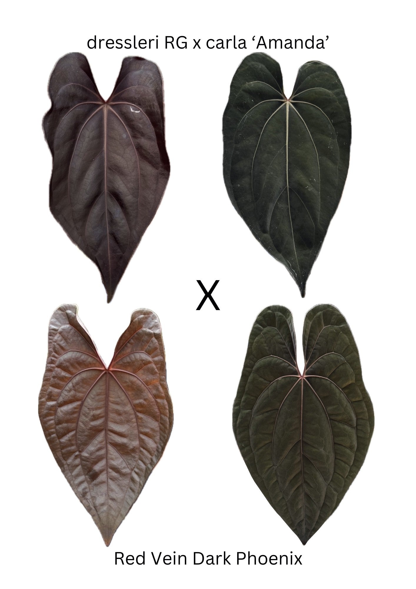 Anthurium (dress x carla) x RVDP -- 3 germinated seeds