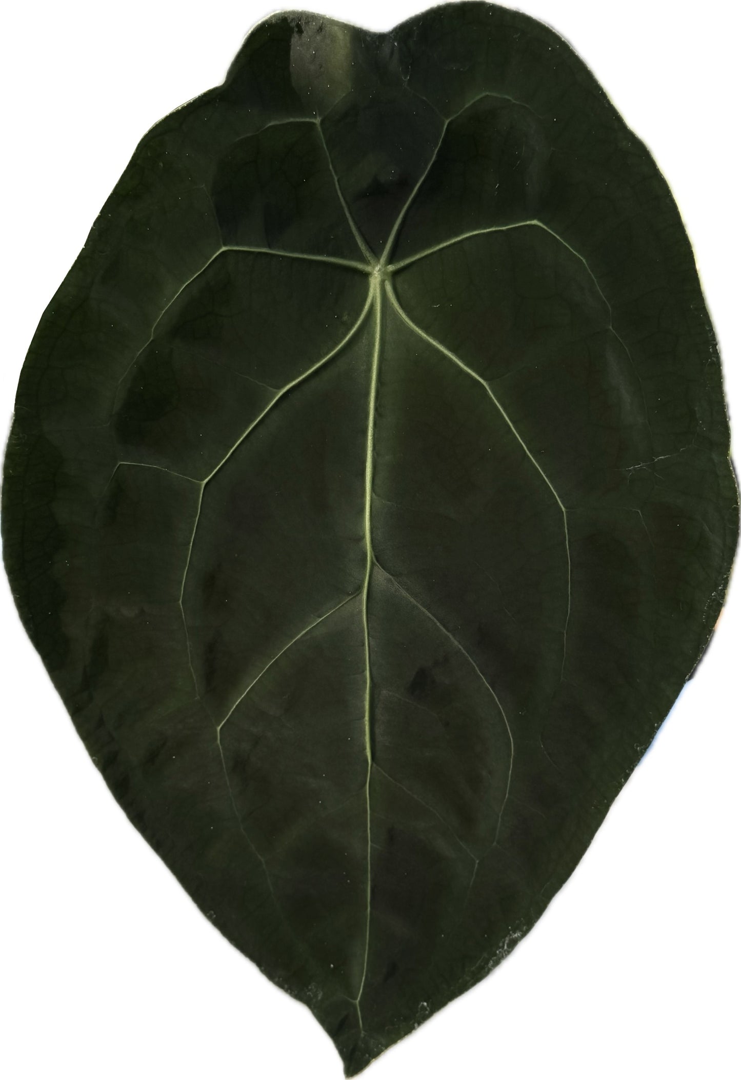 Anthurium King of Spades x forgetii dark