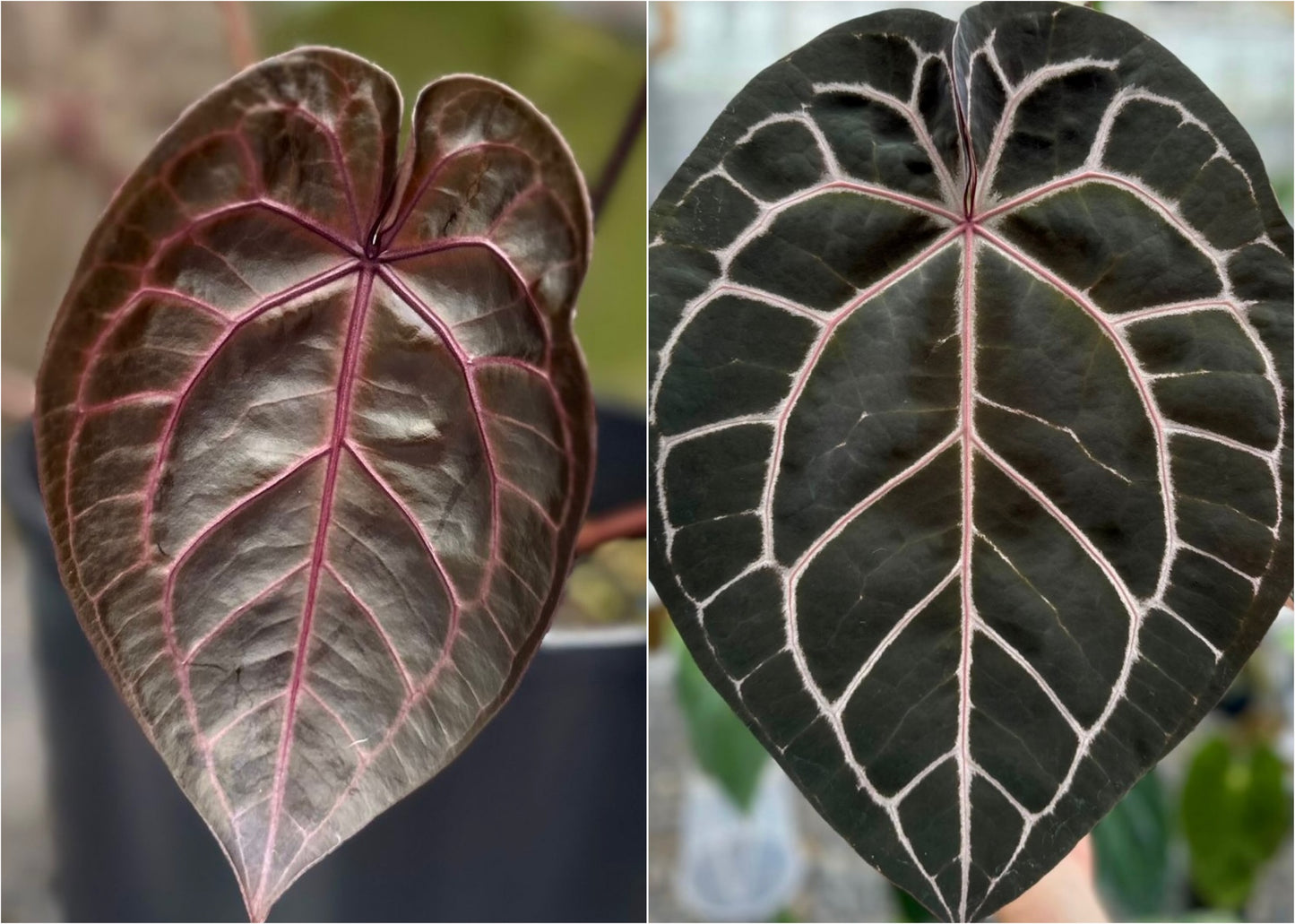 Anthurium Michelle x Savannah