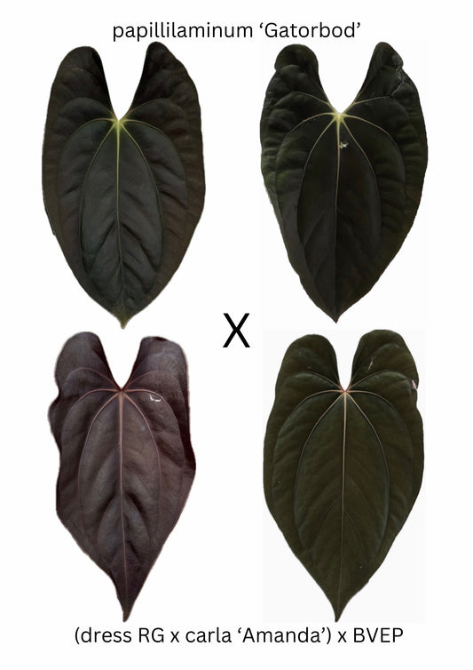 Anthurium papi Gatorbod x [(dress x carla) x BVEP] (3 germinated seeds)