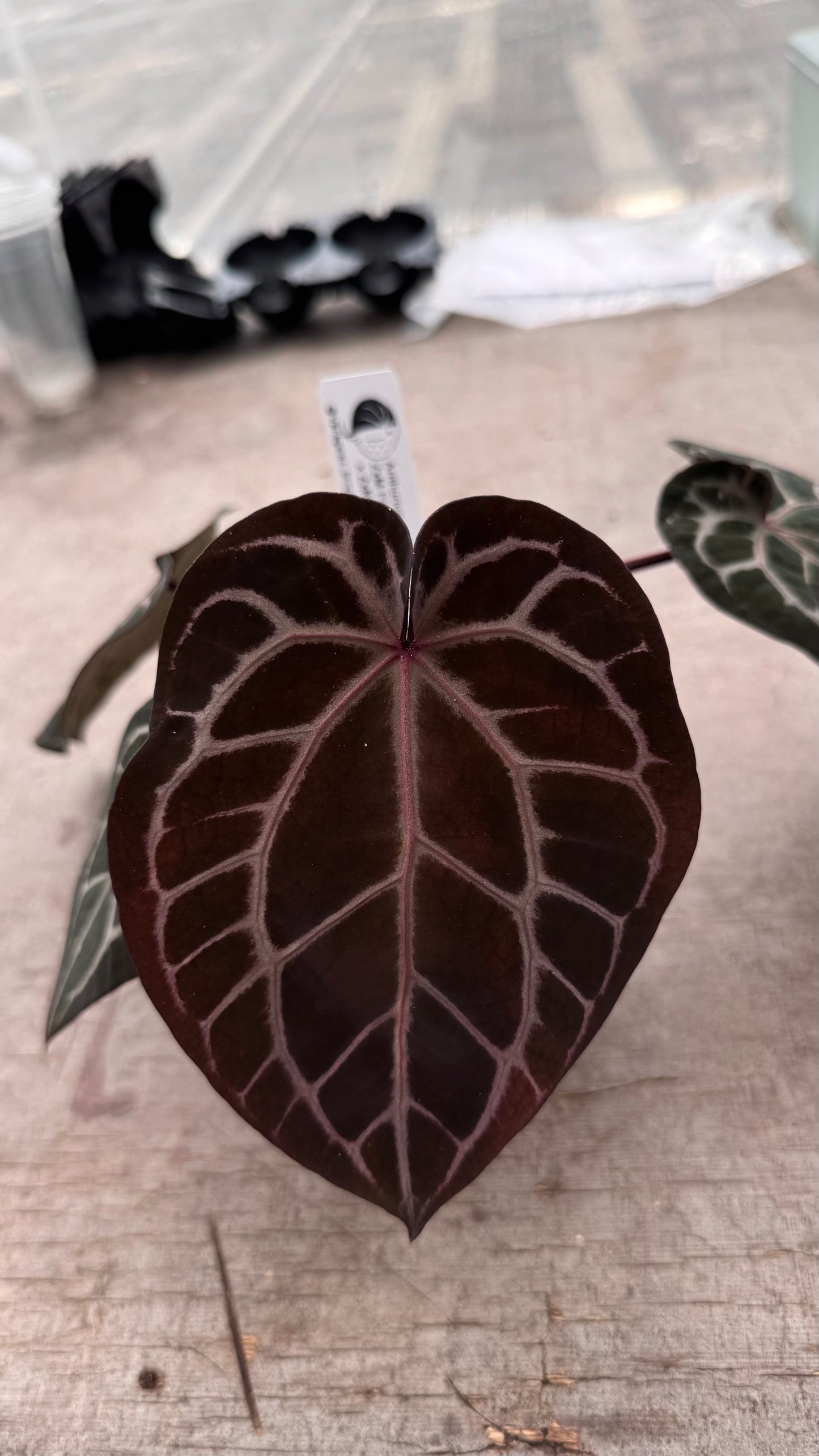 ZxM F2 'lobes' x 'Bleeding Heart' (medium)