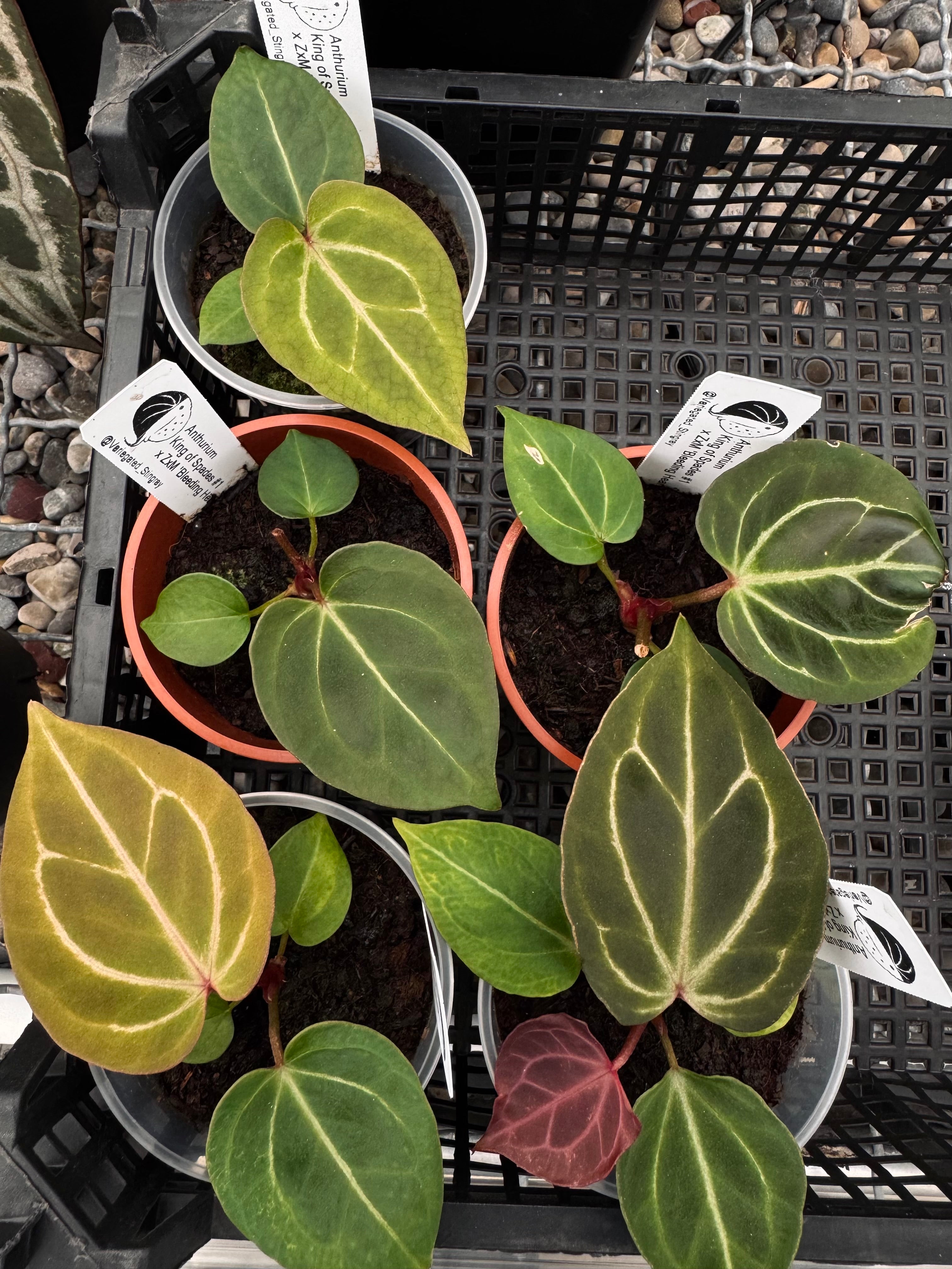 Plants – Variegated Stingray