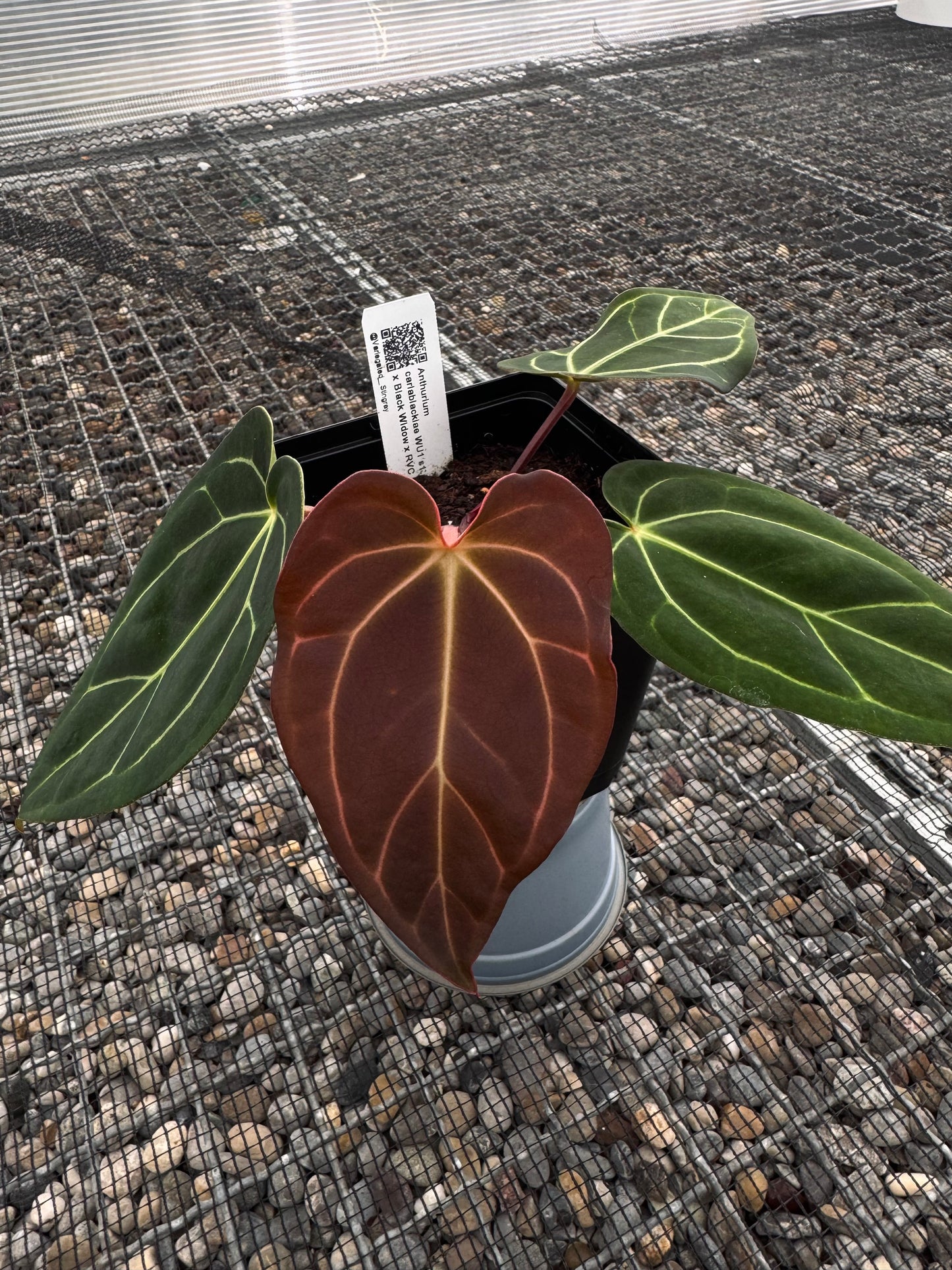 carla WU1 x (Black Widow x RVC)