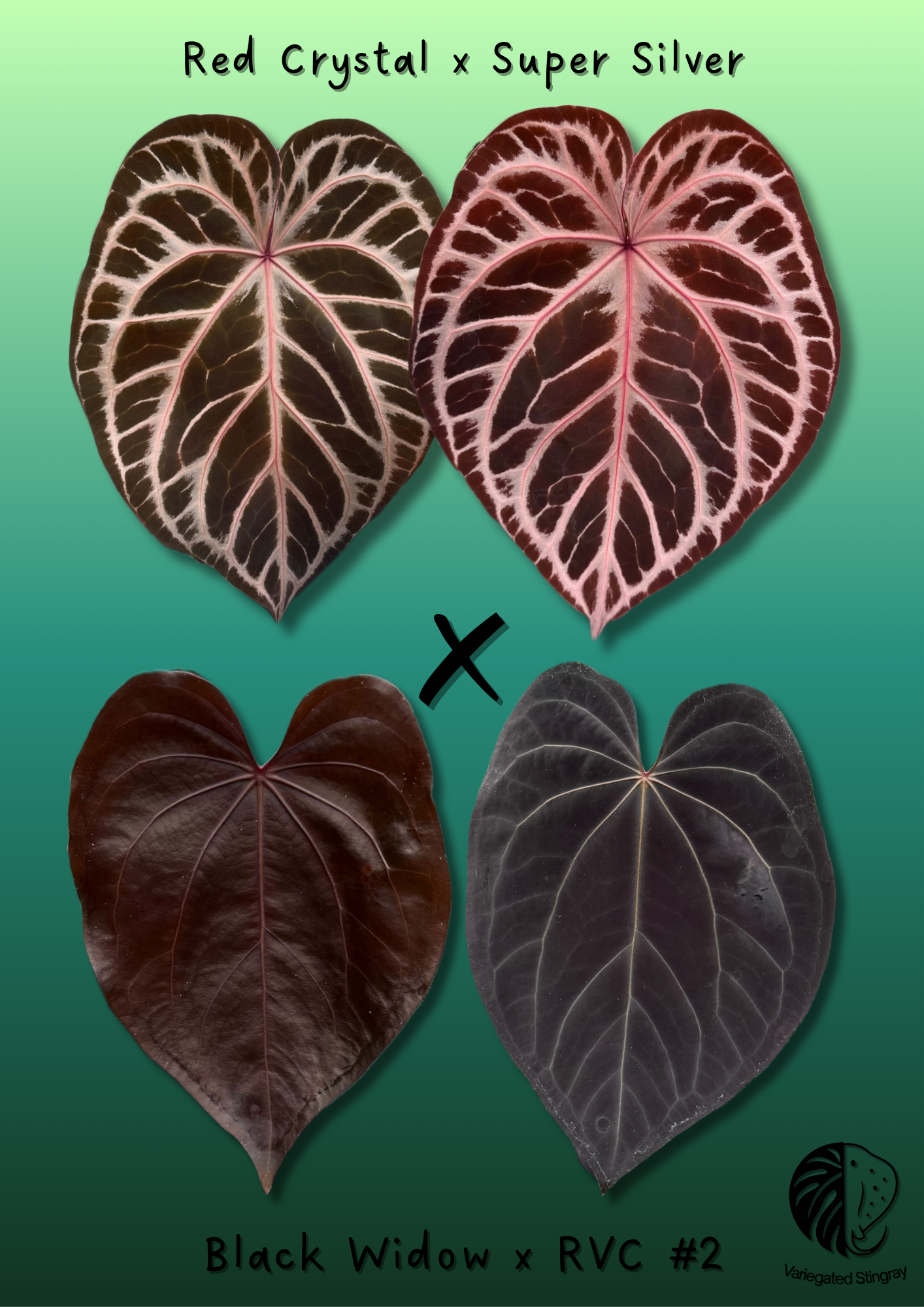 A. (RC x Super Silver) x BWxRVC