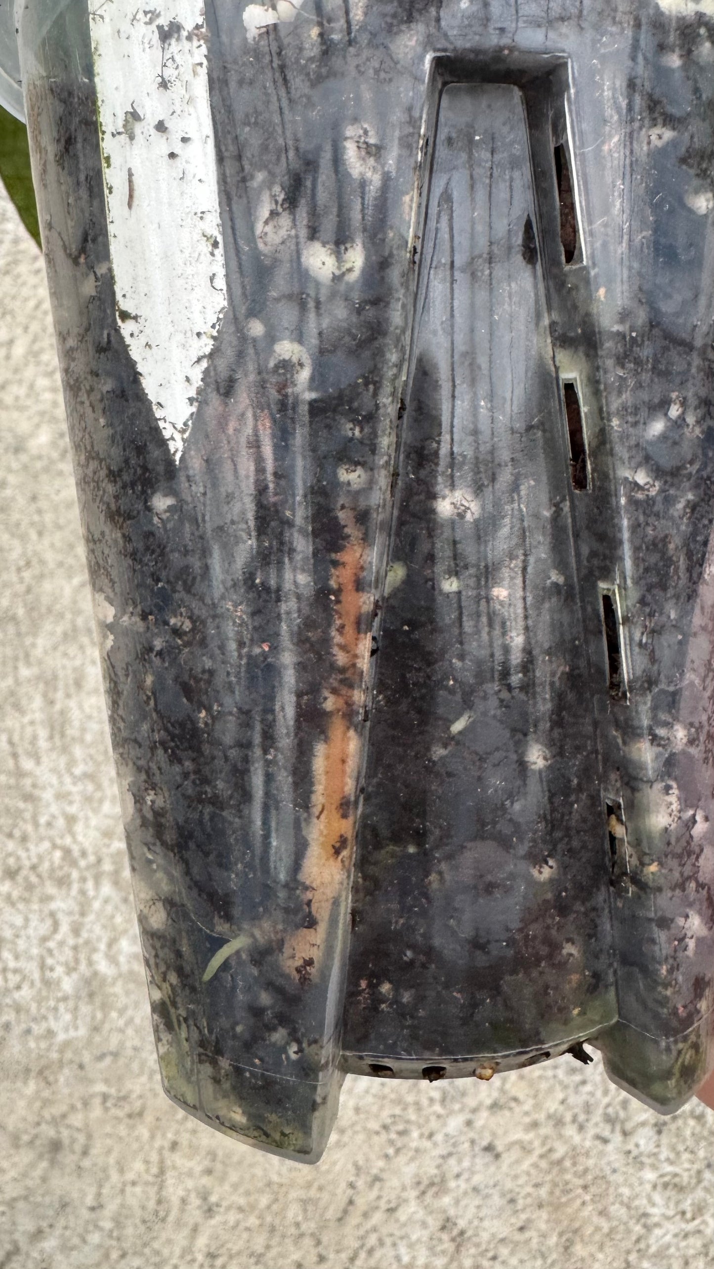 Anthurium "Eyewall" clone