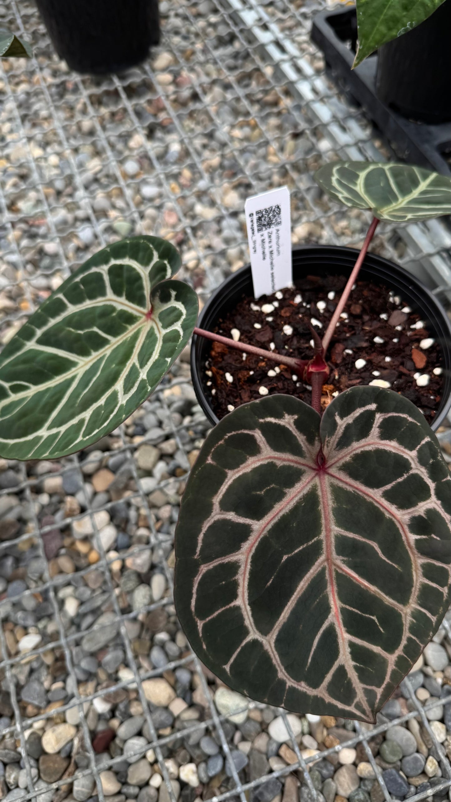 Anthurium ZxM x Michelle