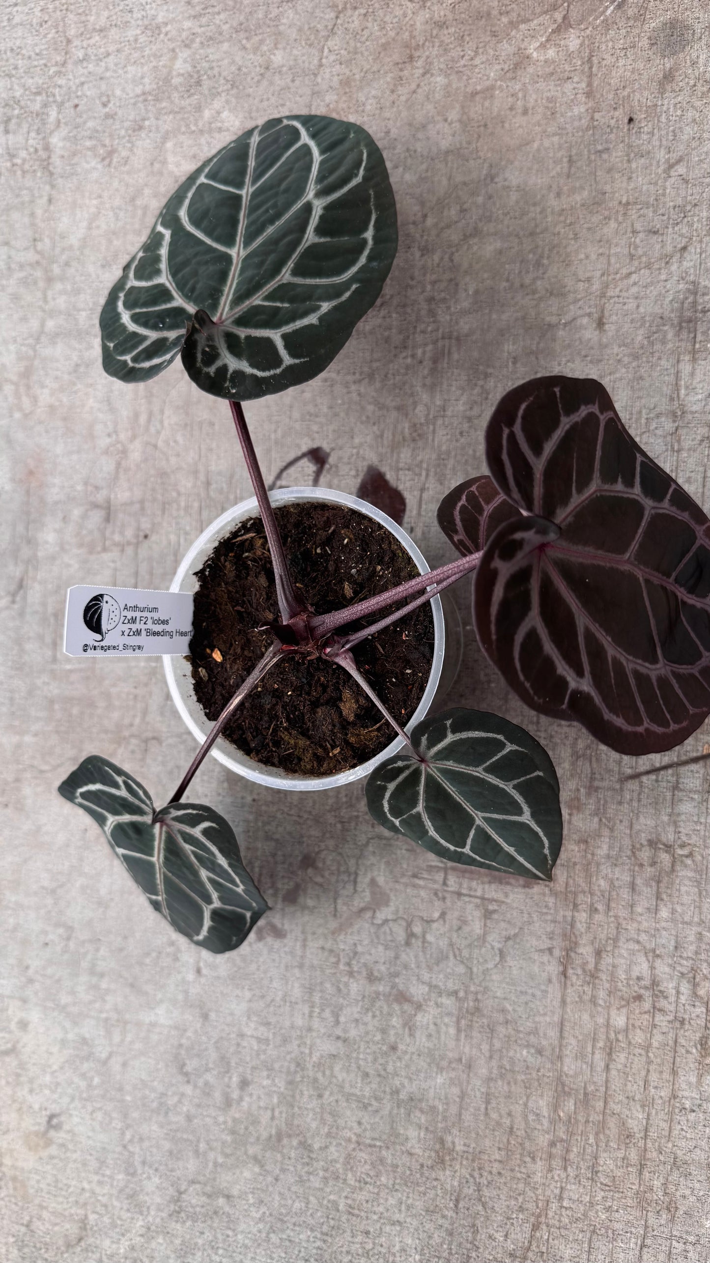 ZxM F2 'lobes' x 'Bleeding Heart' (medium)