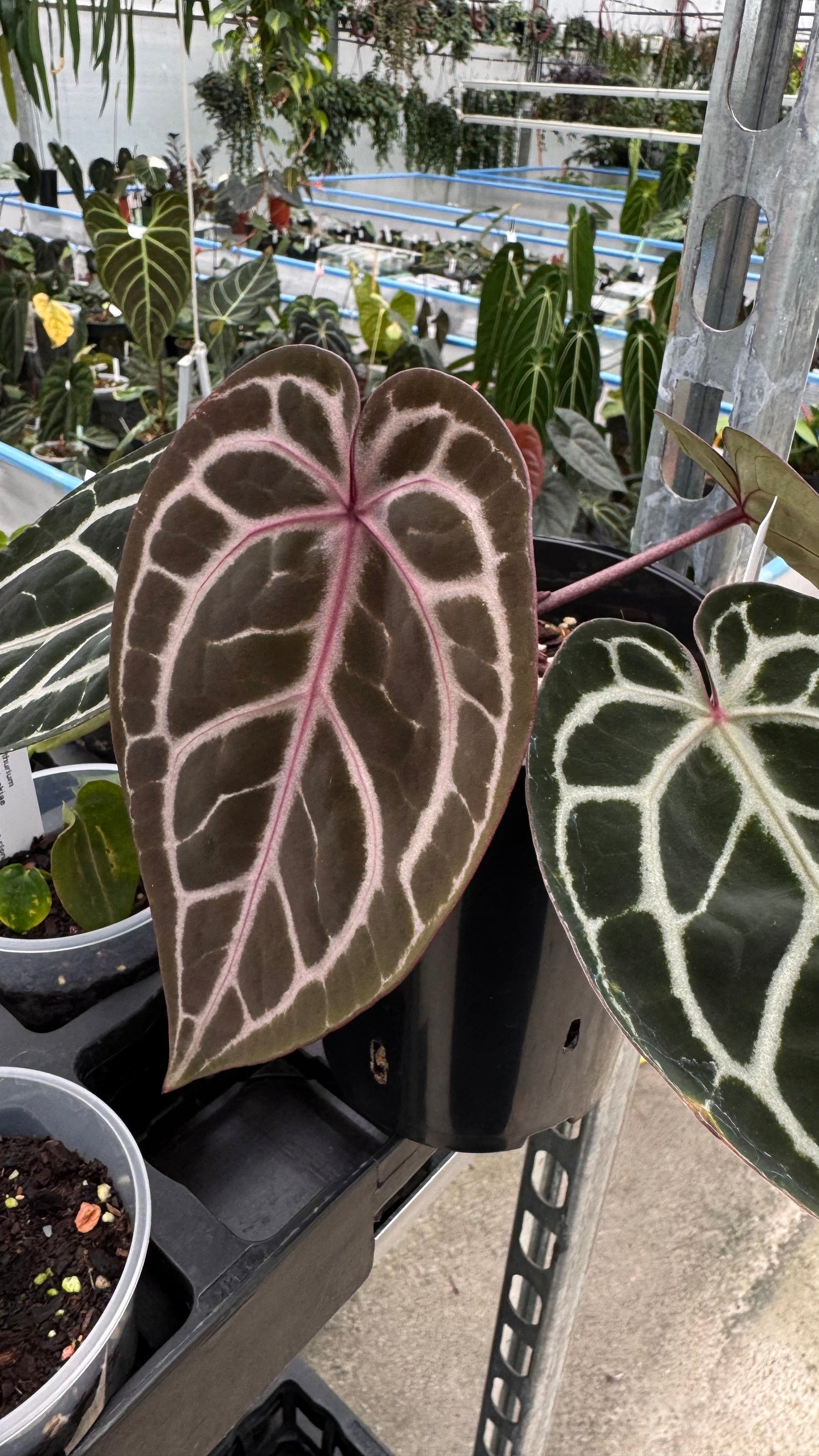 Anthurium ZxM x Michelle