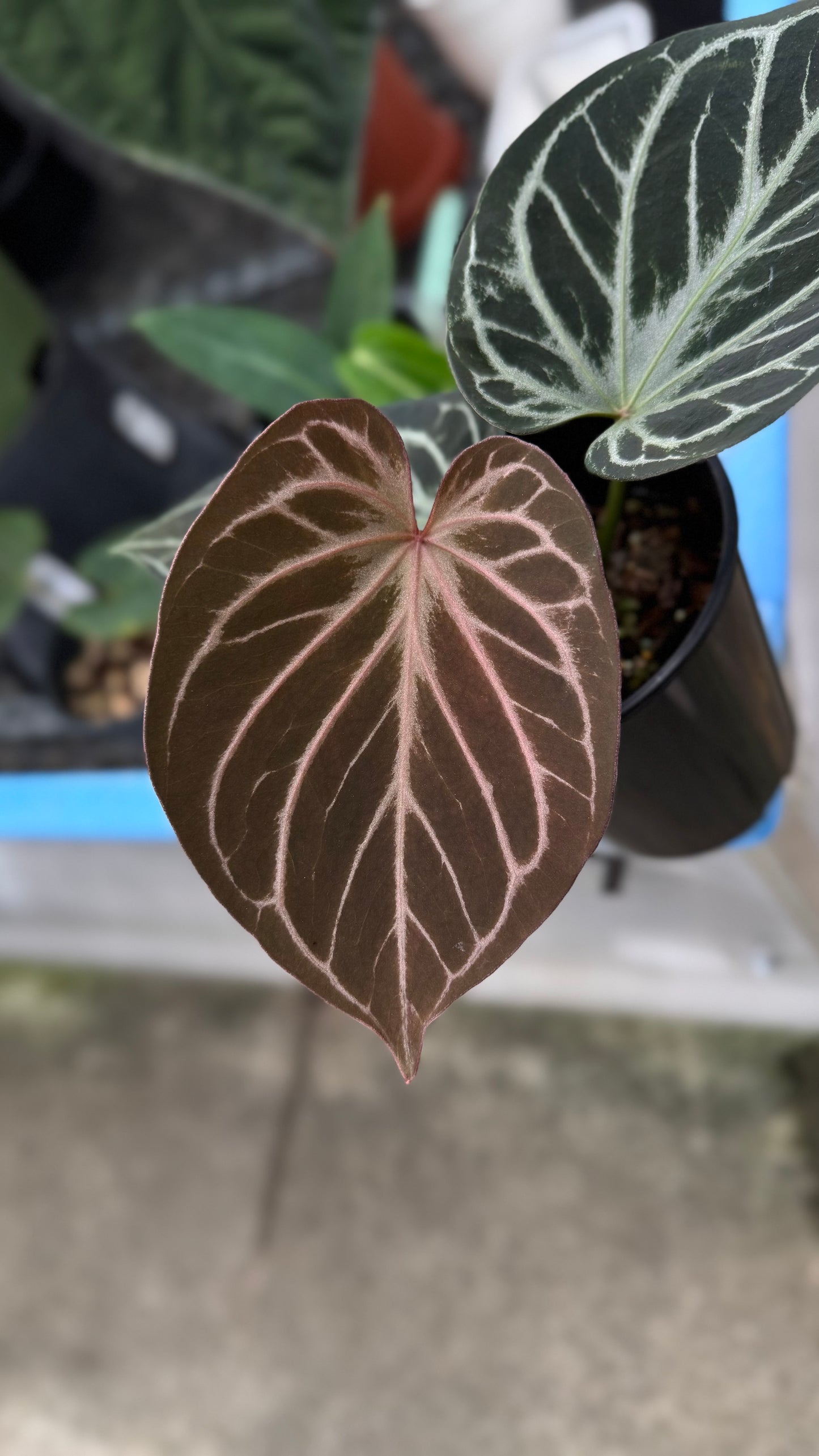 Anthurium King of Spades (select holdback)