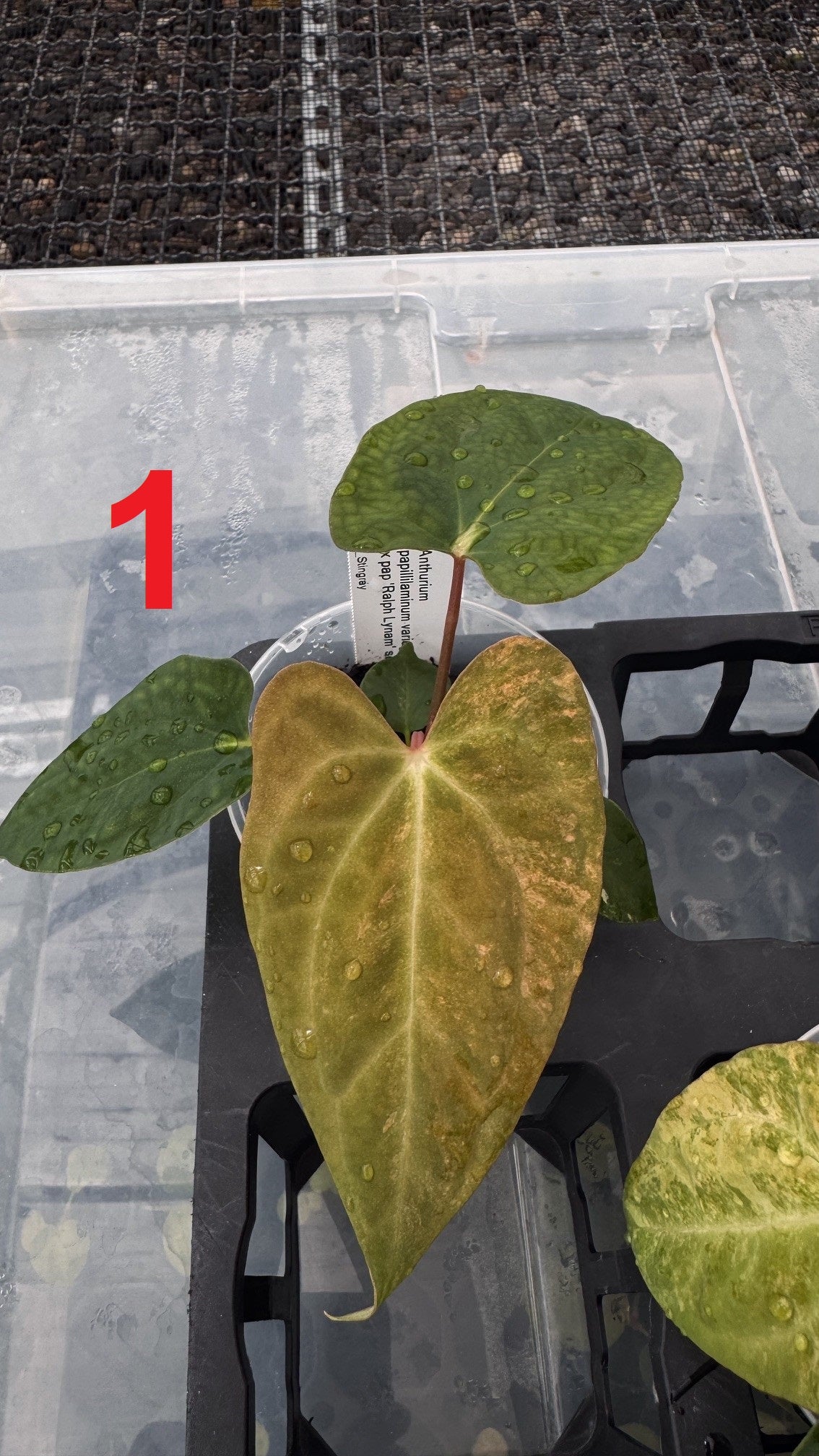 pap var. x pap 'Ralph Lynam'
